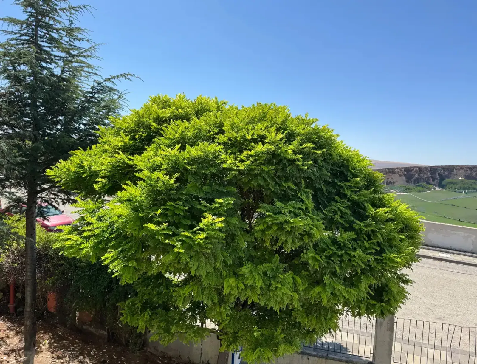 Klotrobinia 'Umbraculifera', Högstammat träd - bild 5