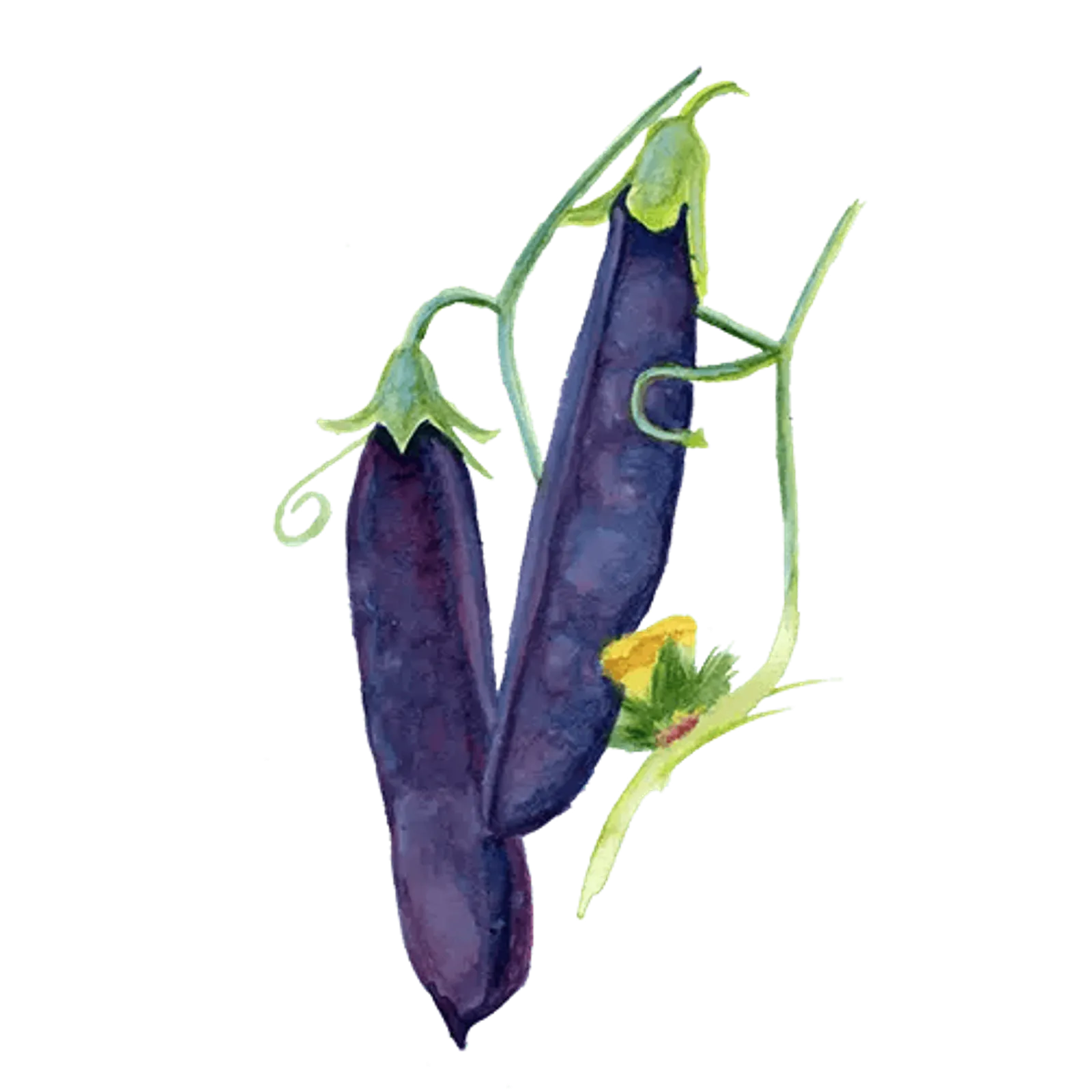 Hög gråärt 'Gotländsk Blåärt', Frö - bild 1