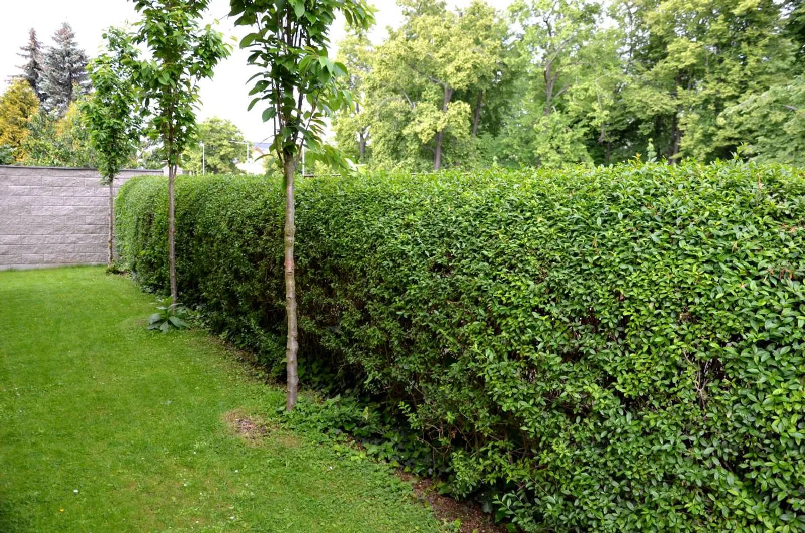 Liguster, 20-40 cm - bild 2