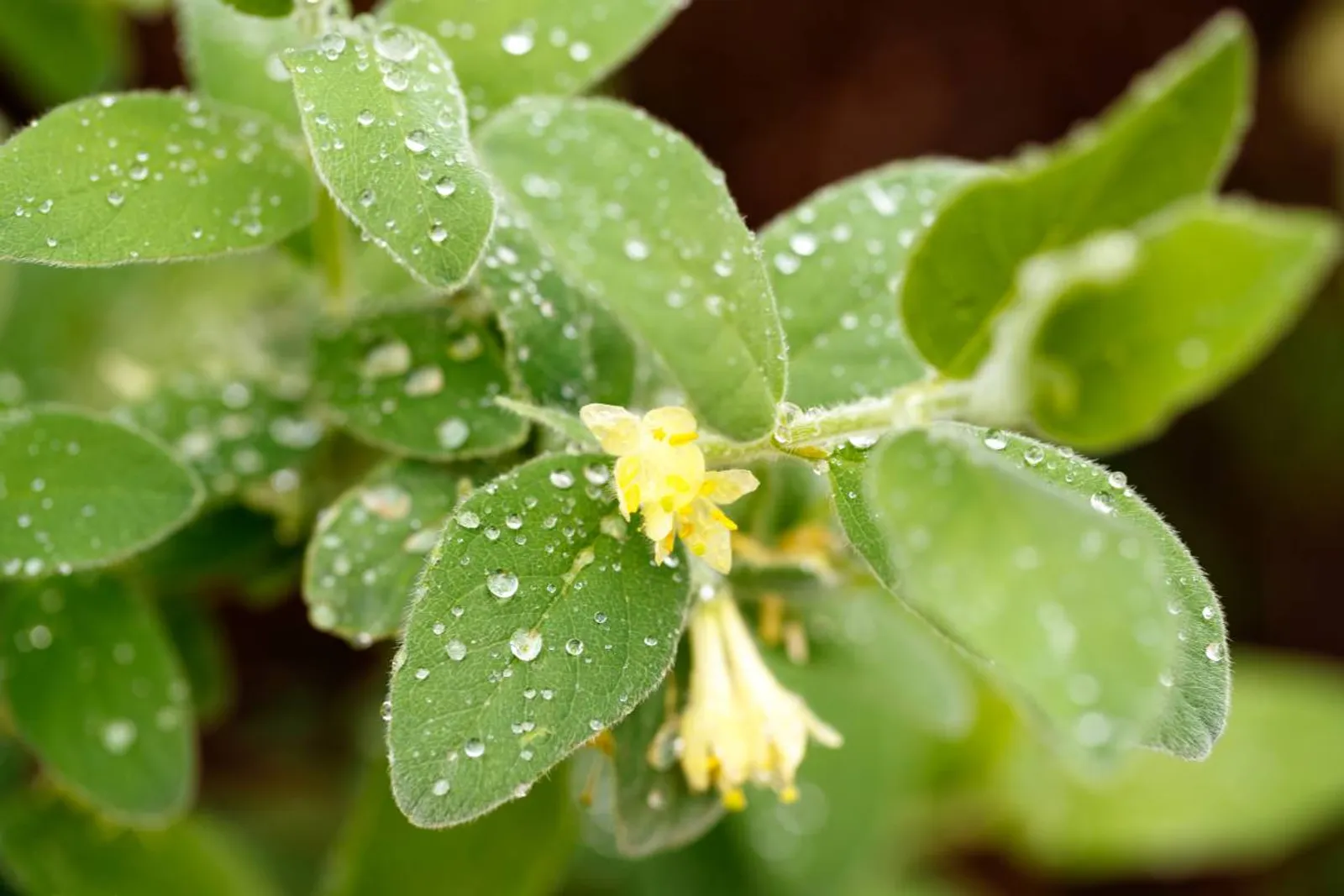 Blåbärstry 'Anja® E, 10-15 cm - bild 3