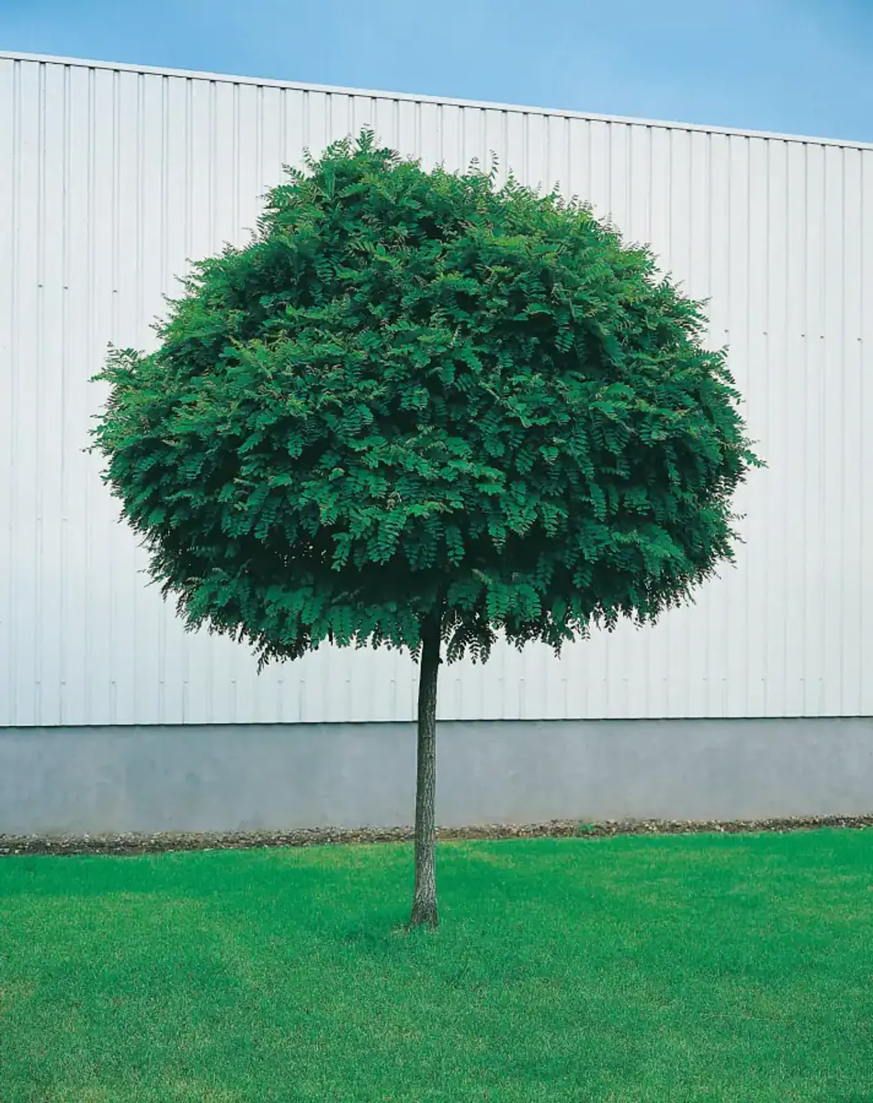Klotrobinia 'Umbraculifera', Högstammat träd - bild 1
