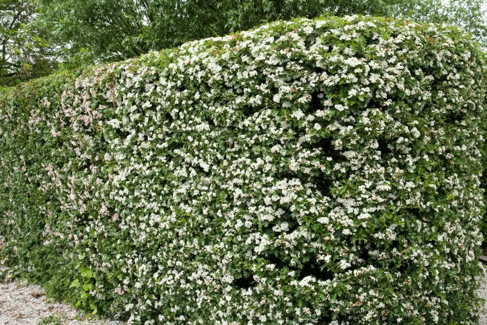 Trubbhagtorn, 50-80 cm - bild 1
