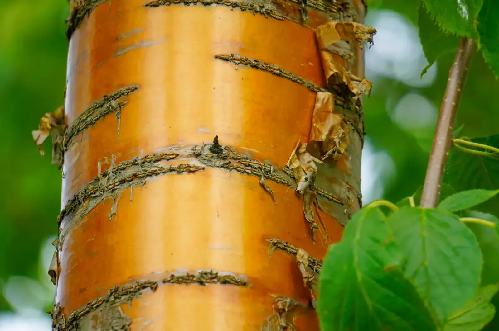Näverhägg 'Amber Beauty', Högstammat träd - bild 2