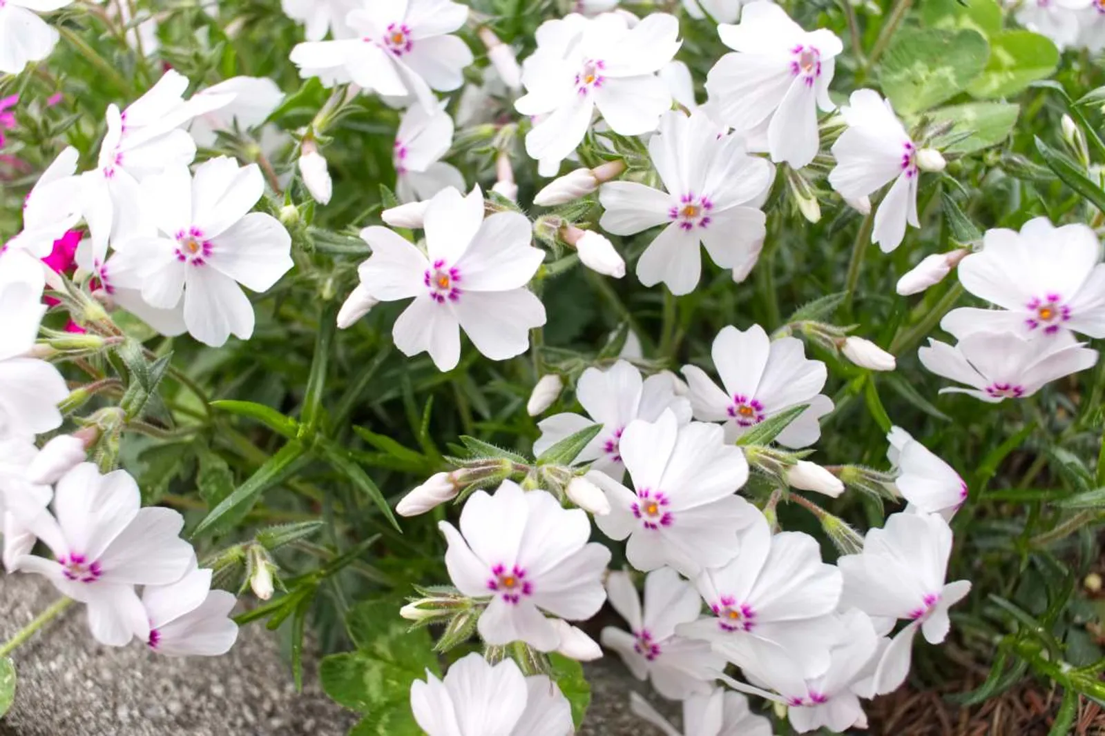 Mossflox 'Amazing Grace', 15-pack - bild 1
