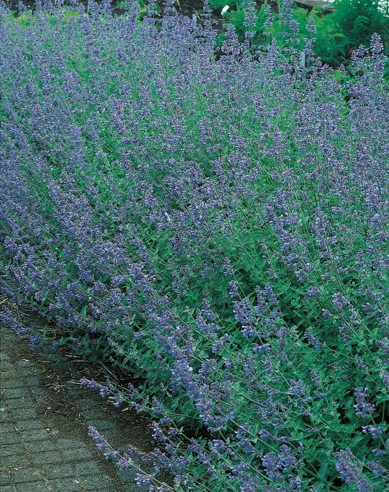 Kantnepeta 'Six Hills Giant', 15-pack - bild 1