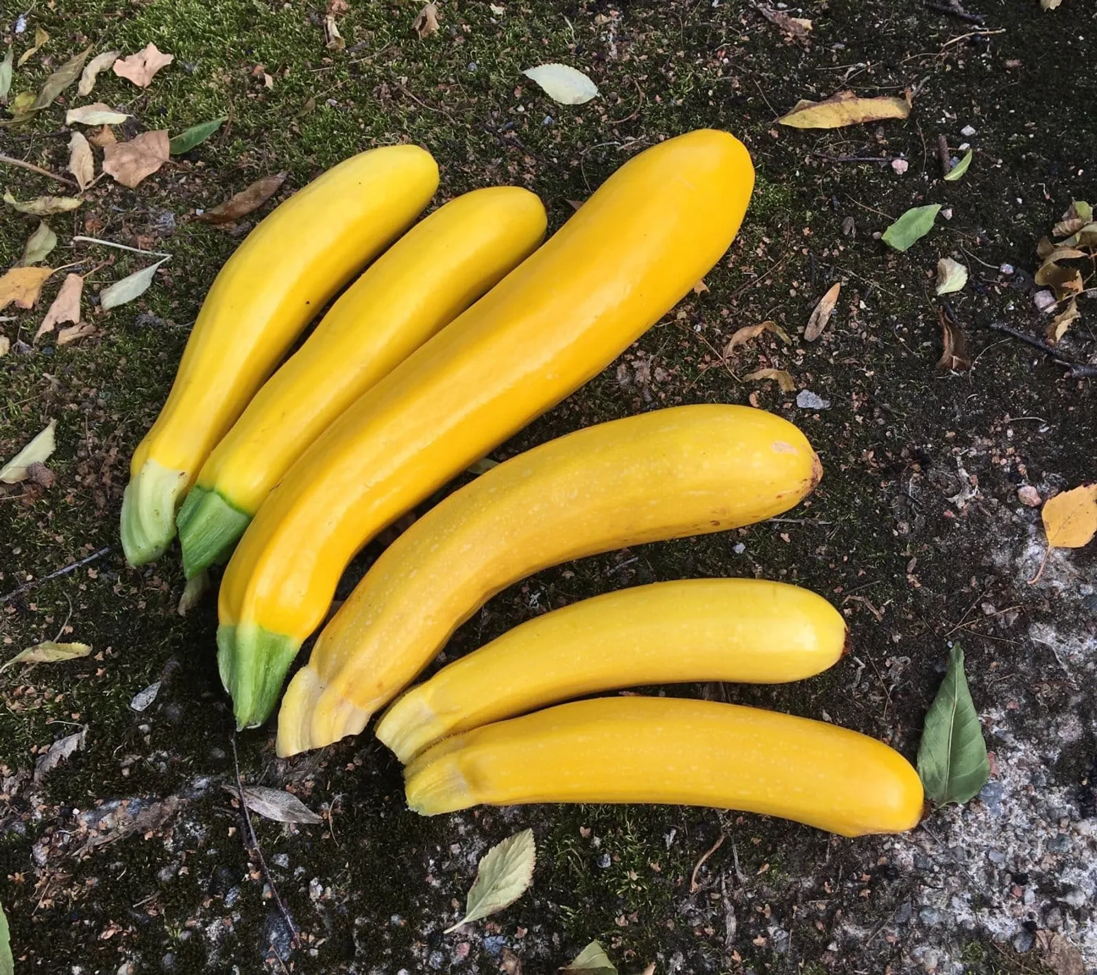 Sommarsquash 'Gold Rush', ekofrö - bild 1