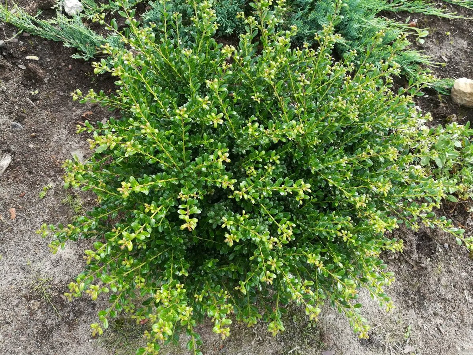 Japansk järnek 'Convexa', 10-20 cm - bild 1