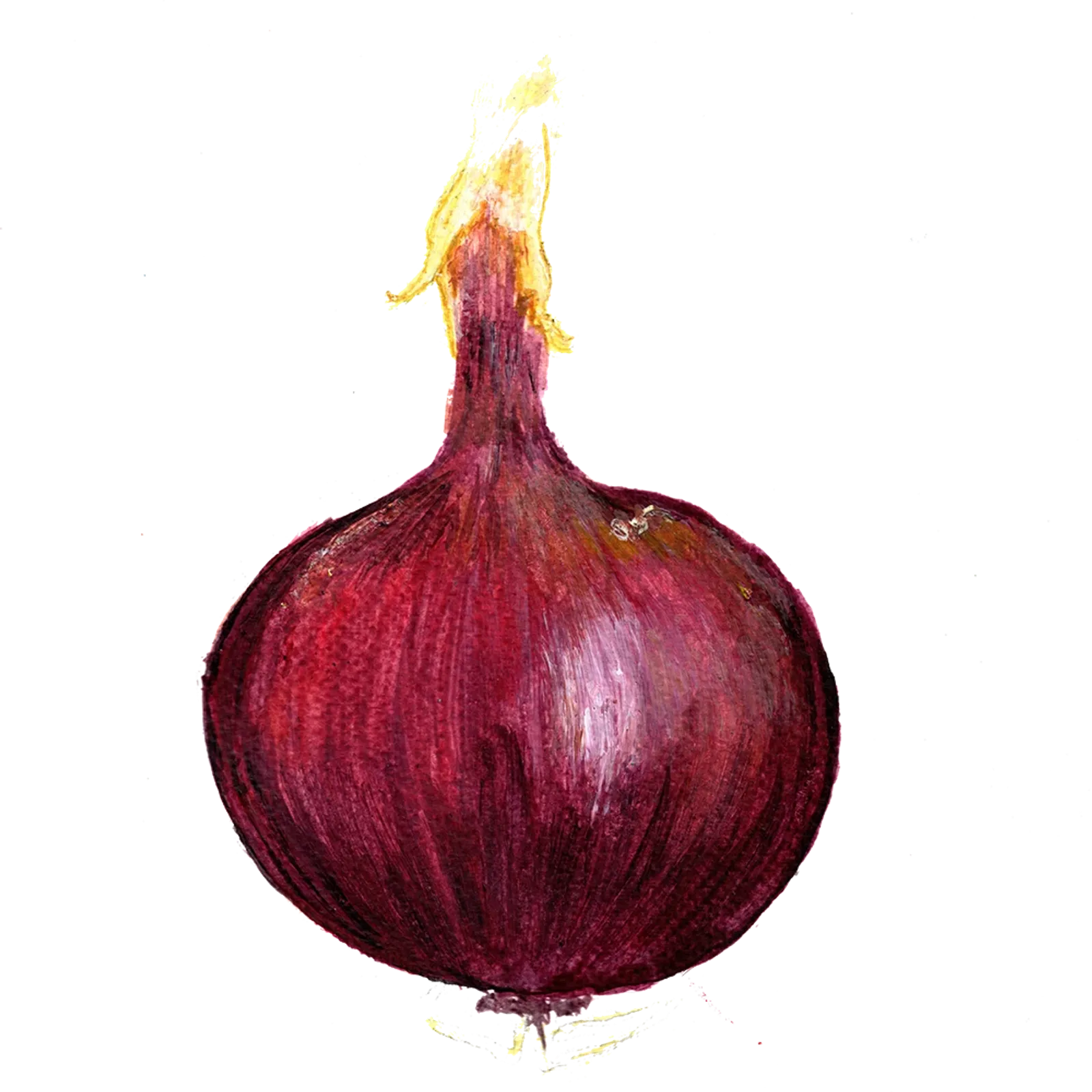 Rödlök 'Robelja', Frö - bild 1
