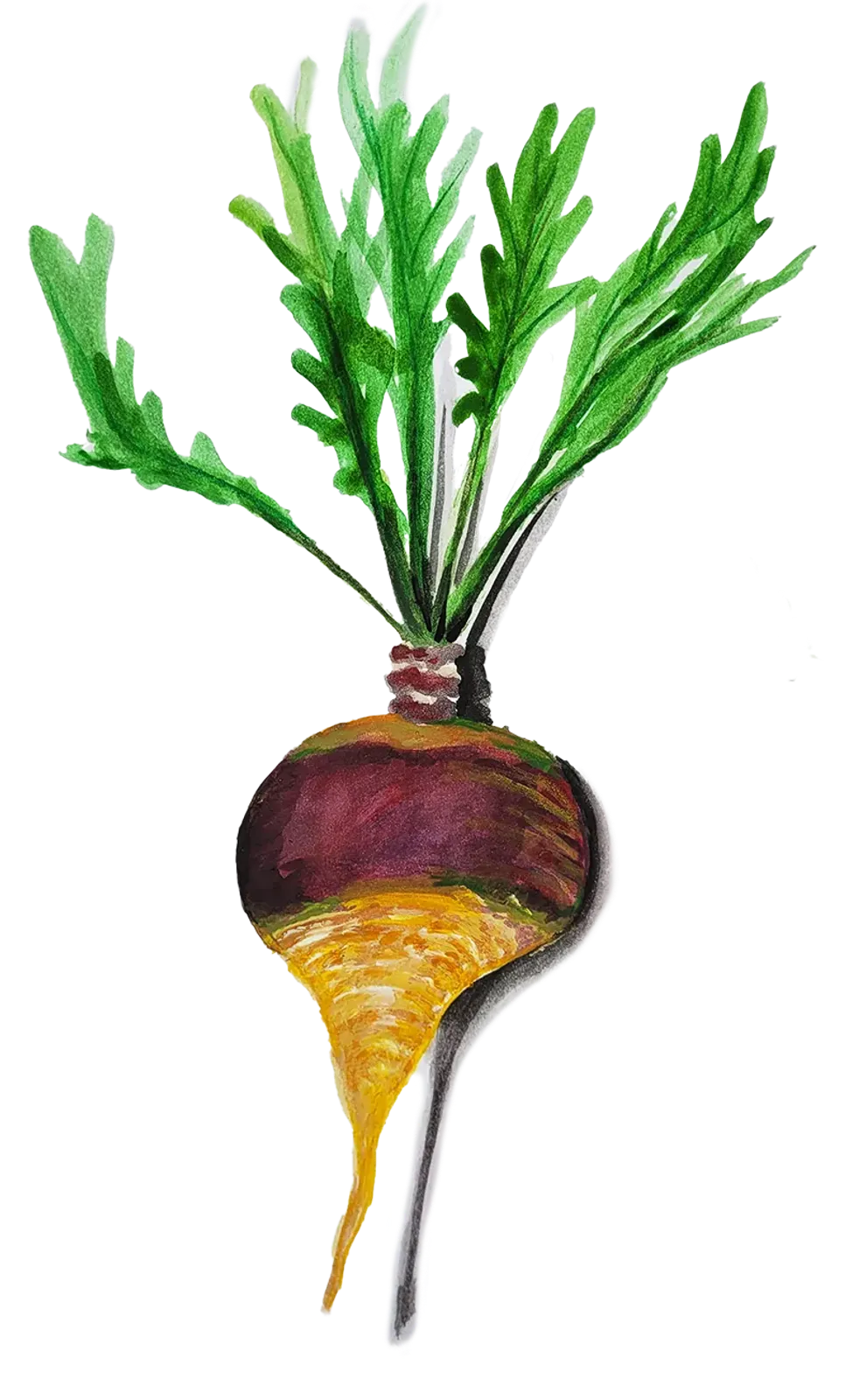 Kålrot 'Sollrot', Frö - bild 1