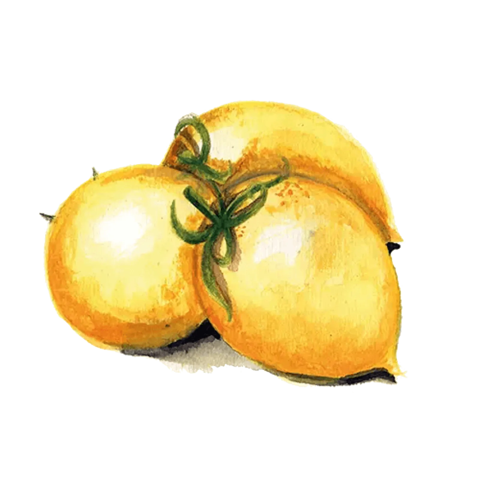 Vintertomat 'Vesuvio Giallo', Frö - bild 1