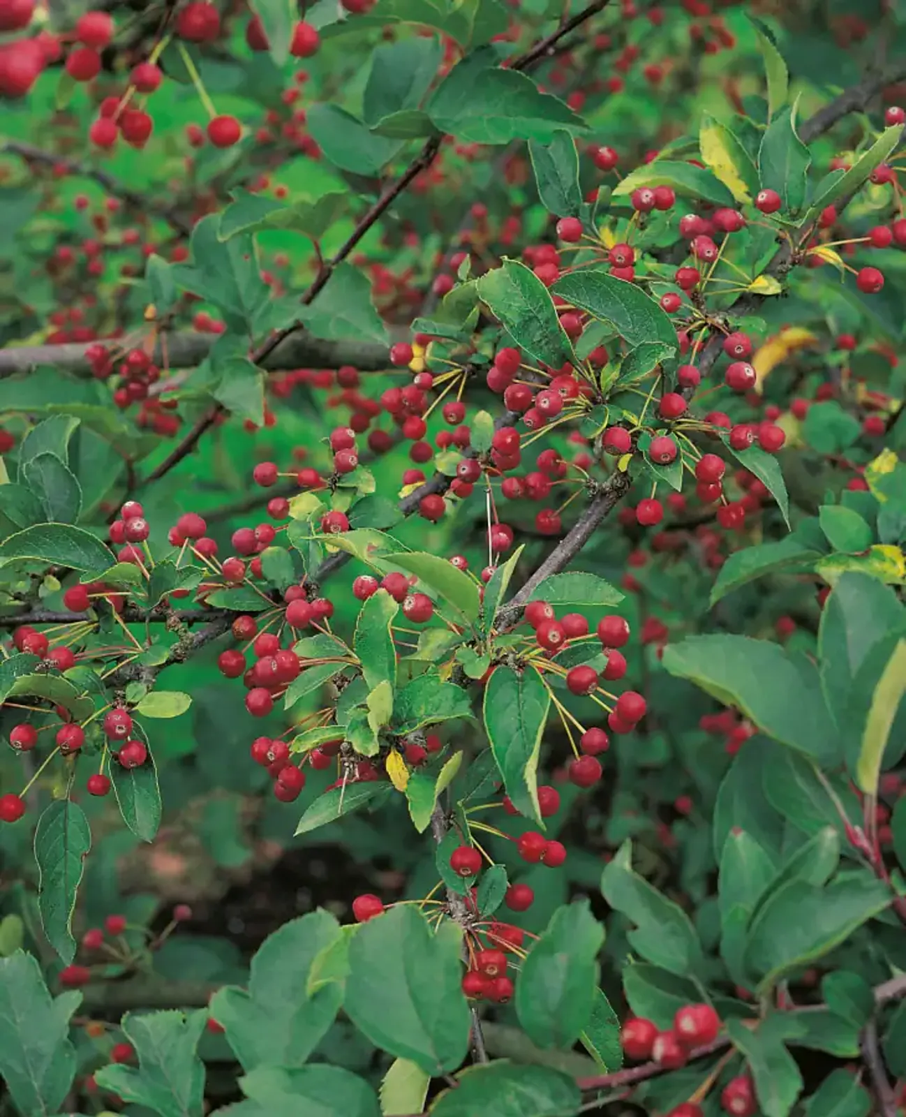 Bukettapel, 30-50 cm - bild 1