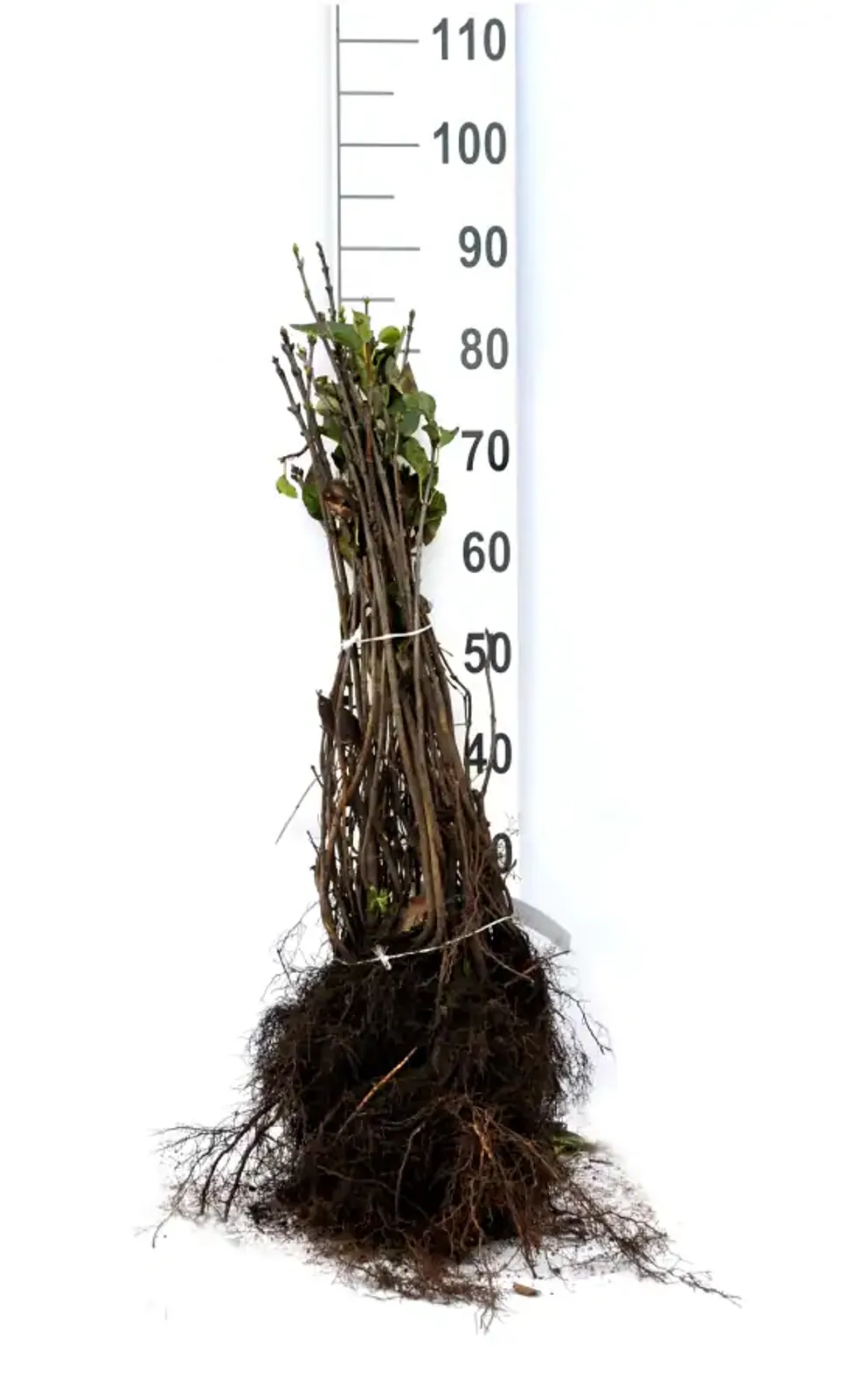 Syren, 50-80 cm - bild 6