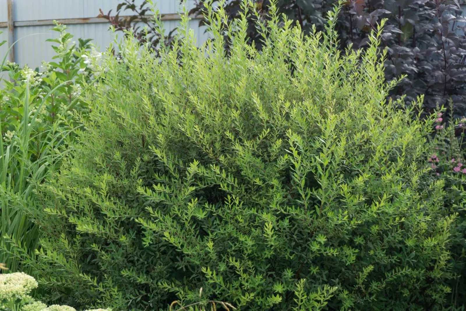 Norskspirea 'Grefsheim', 60-100 cm, Goliat - bild 5