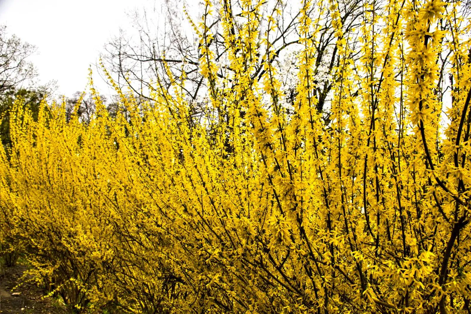 Hybridforsythia 'Freja' E, 20-40 cm - bild 5