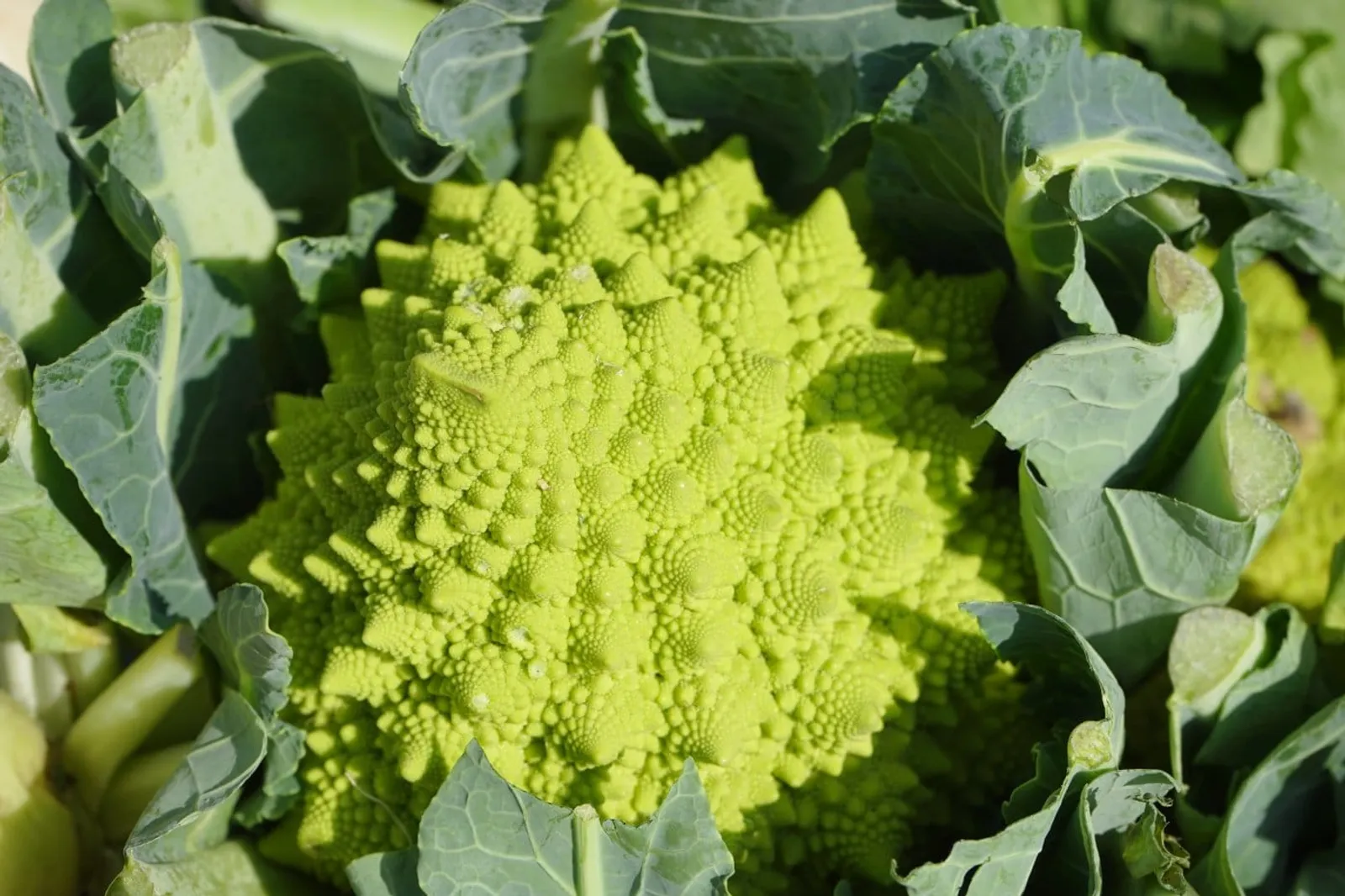 Broccolo 'Natalino Romanesco ', ekofrö - bild 2
