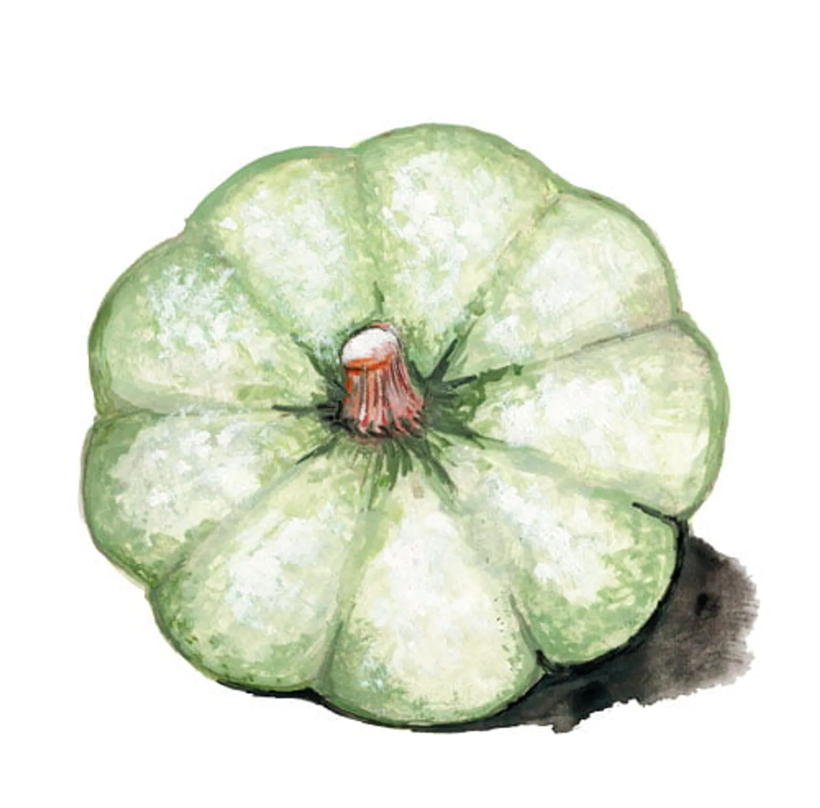 Vintersquash 'Kroshka', Frö - bild 1