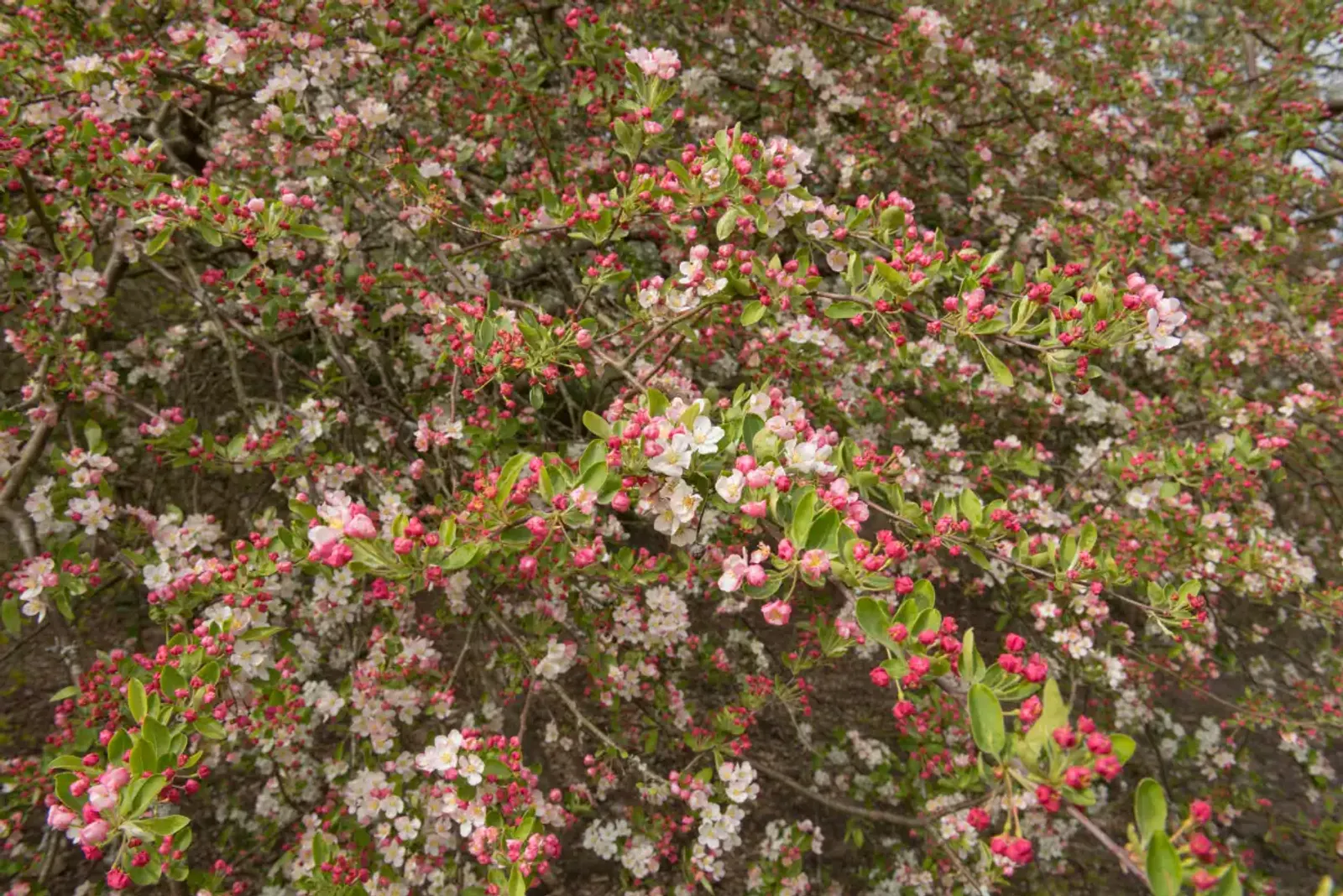 Bukettapel, 30-50 cm - bild 4