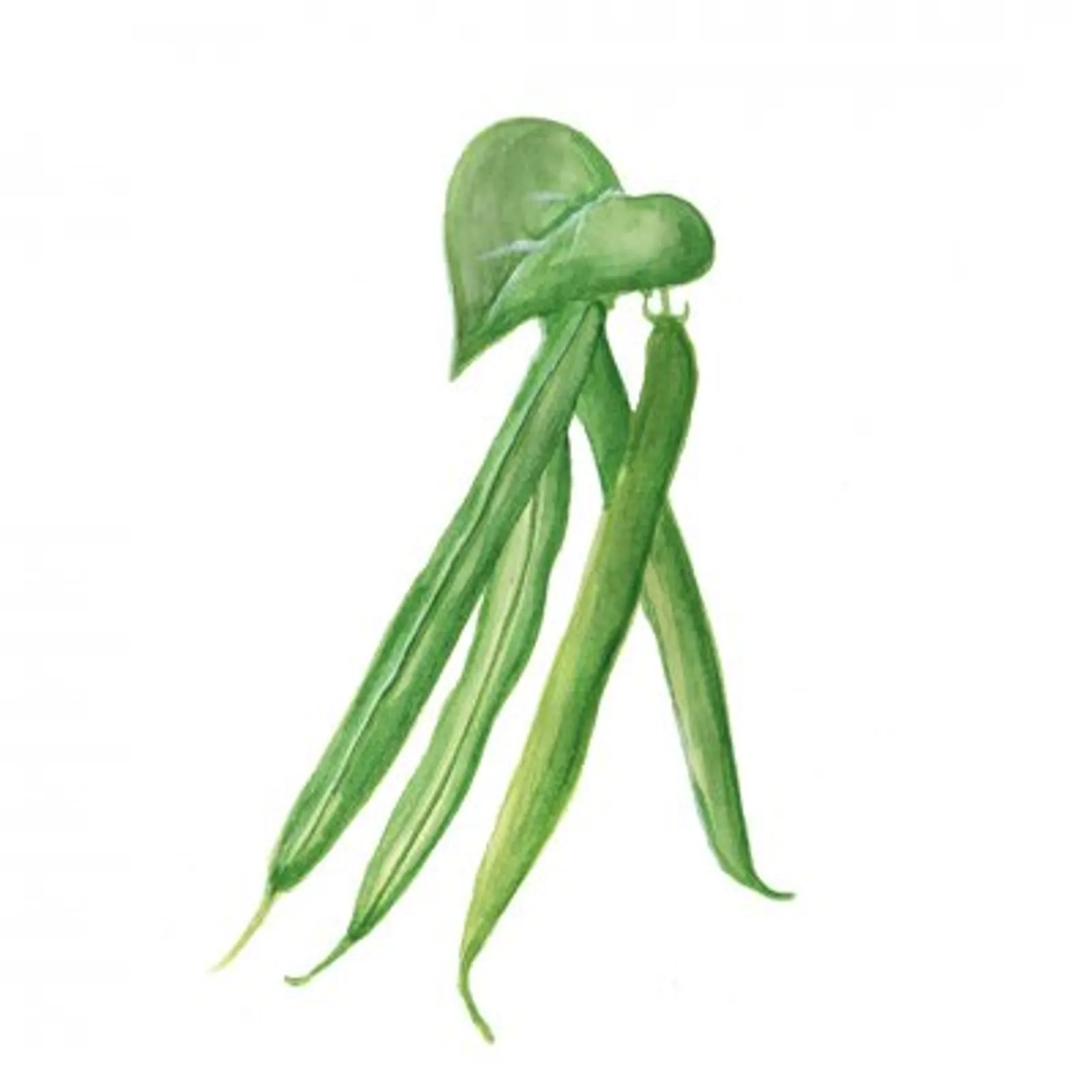 Buskböna bryt 'Särdal', Frö - bild 1