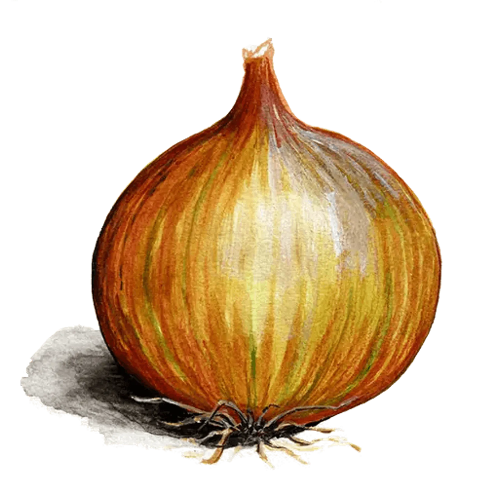 Gullök 'Laaer', Frö - bild 1