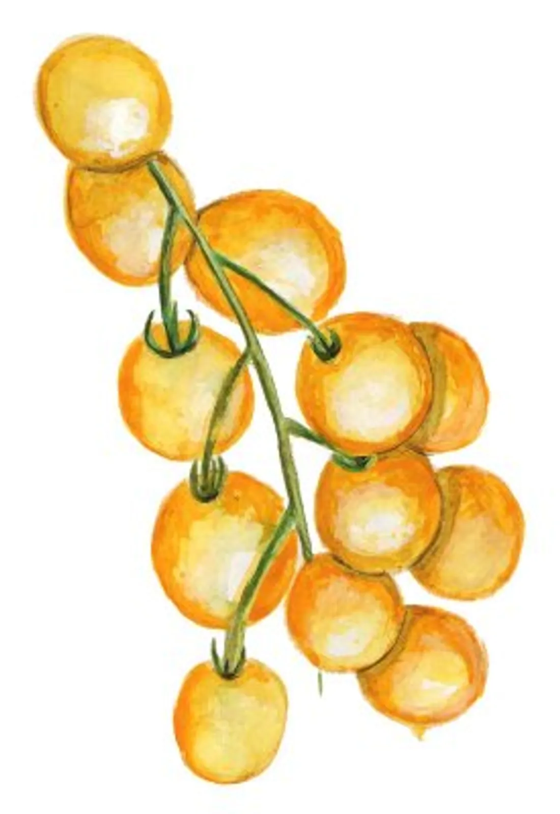 Busktomat 'Tumbling Tom Yellow', frö - bild 1