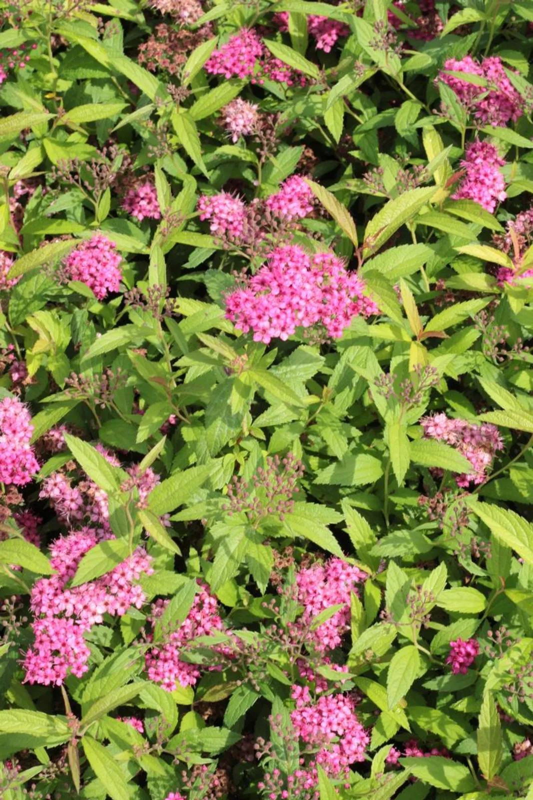 Praktspirea 'Sapho', 10-20 cm - bild 2