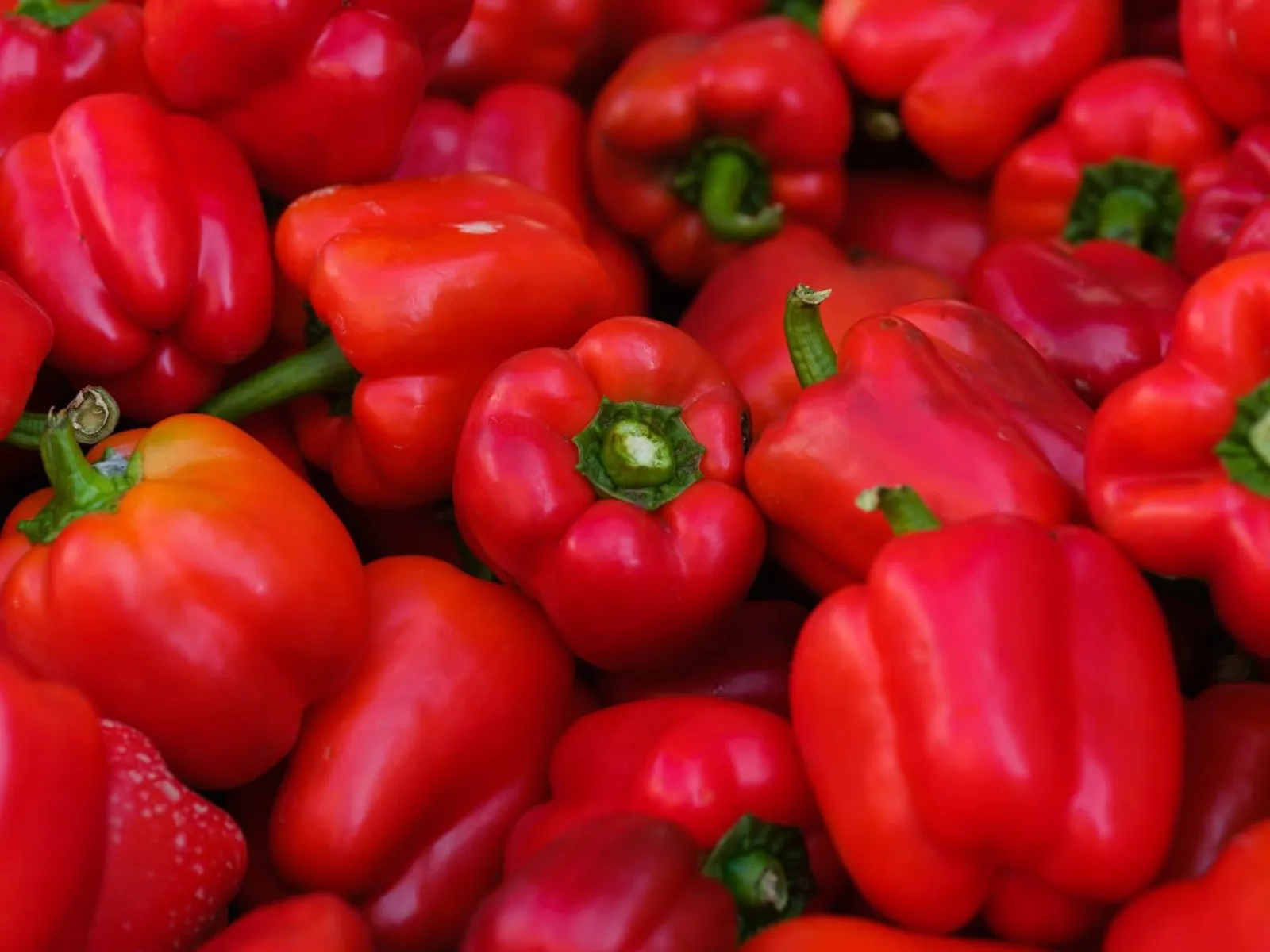 Paprika 'Barkan', ekofrö - bild 1