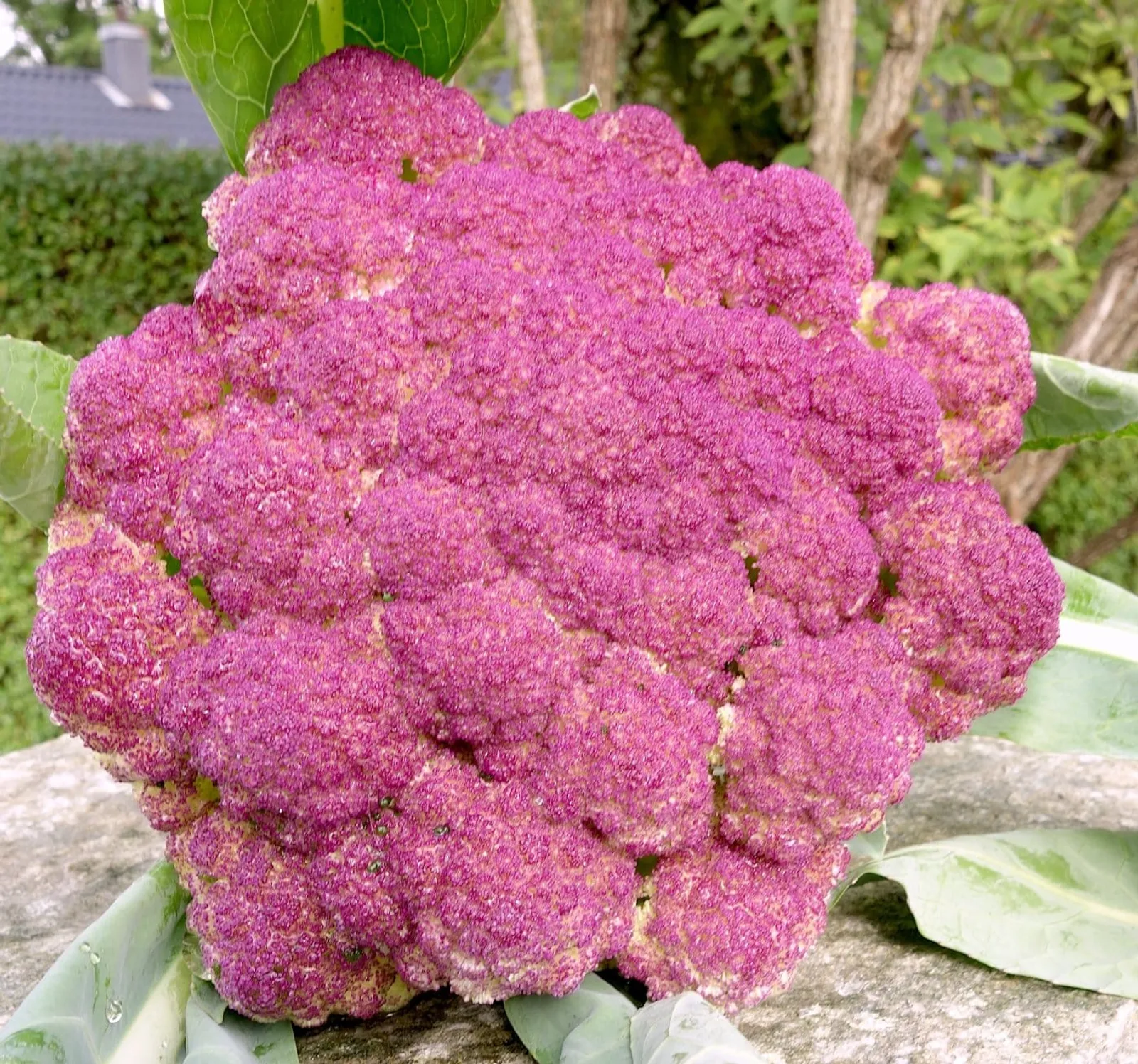 Blomkål 'di Sicilia Violetto', ekofrö - bild 1