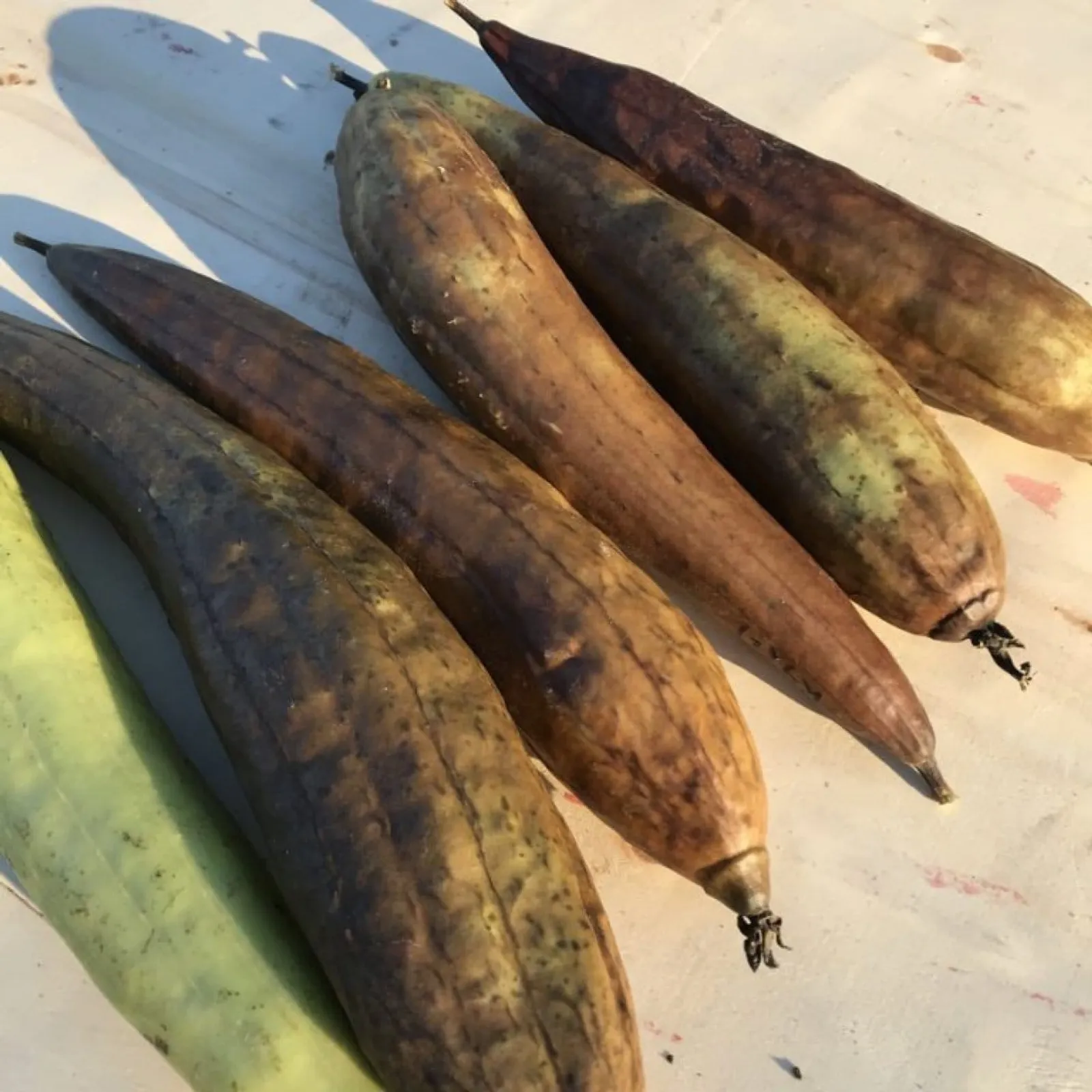 Luffa 'Luffagurka', ekofrö - bild 3