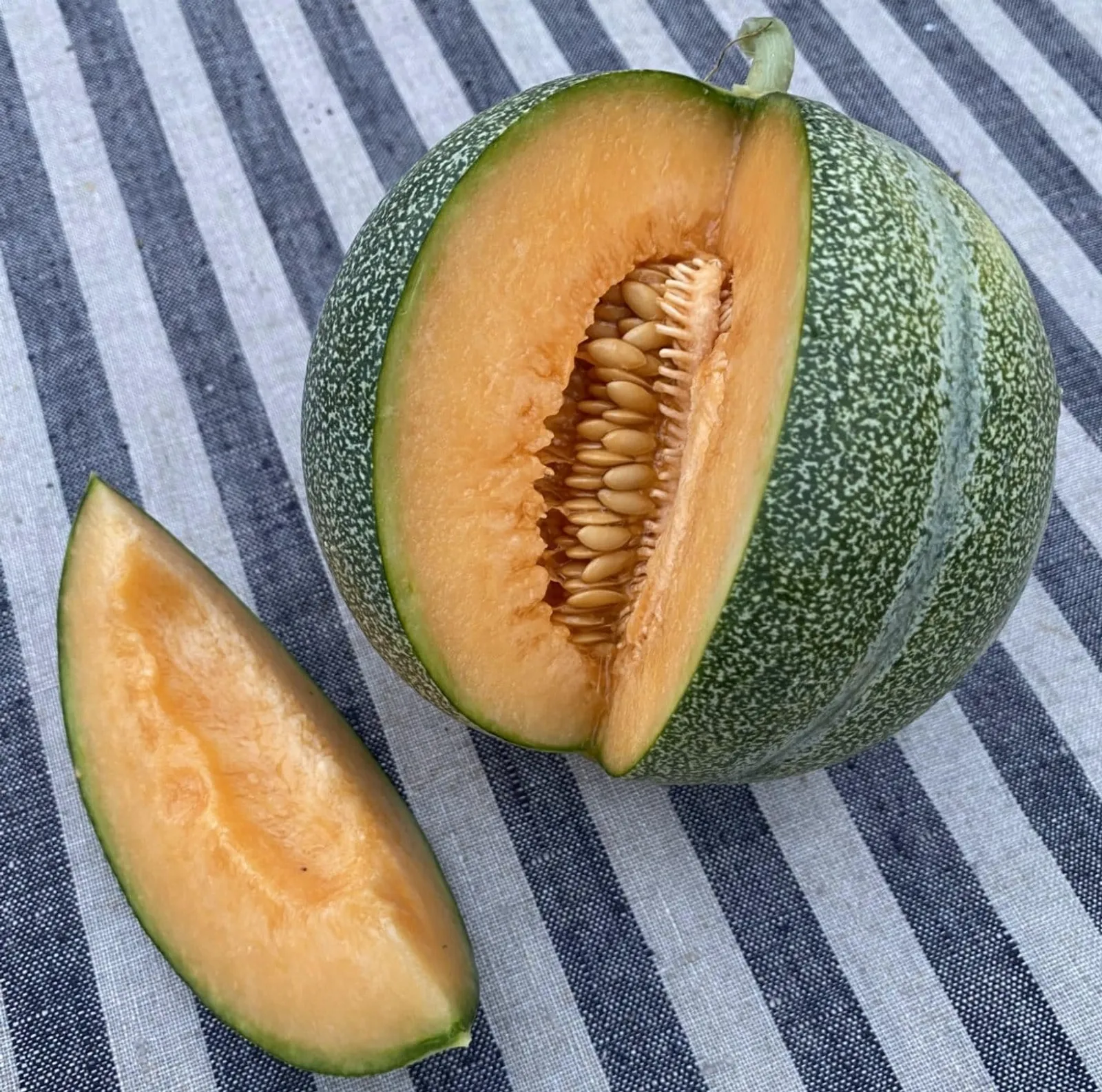 Melon 'Petit Gris de Rennes', ekofrö - bild 1