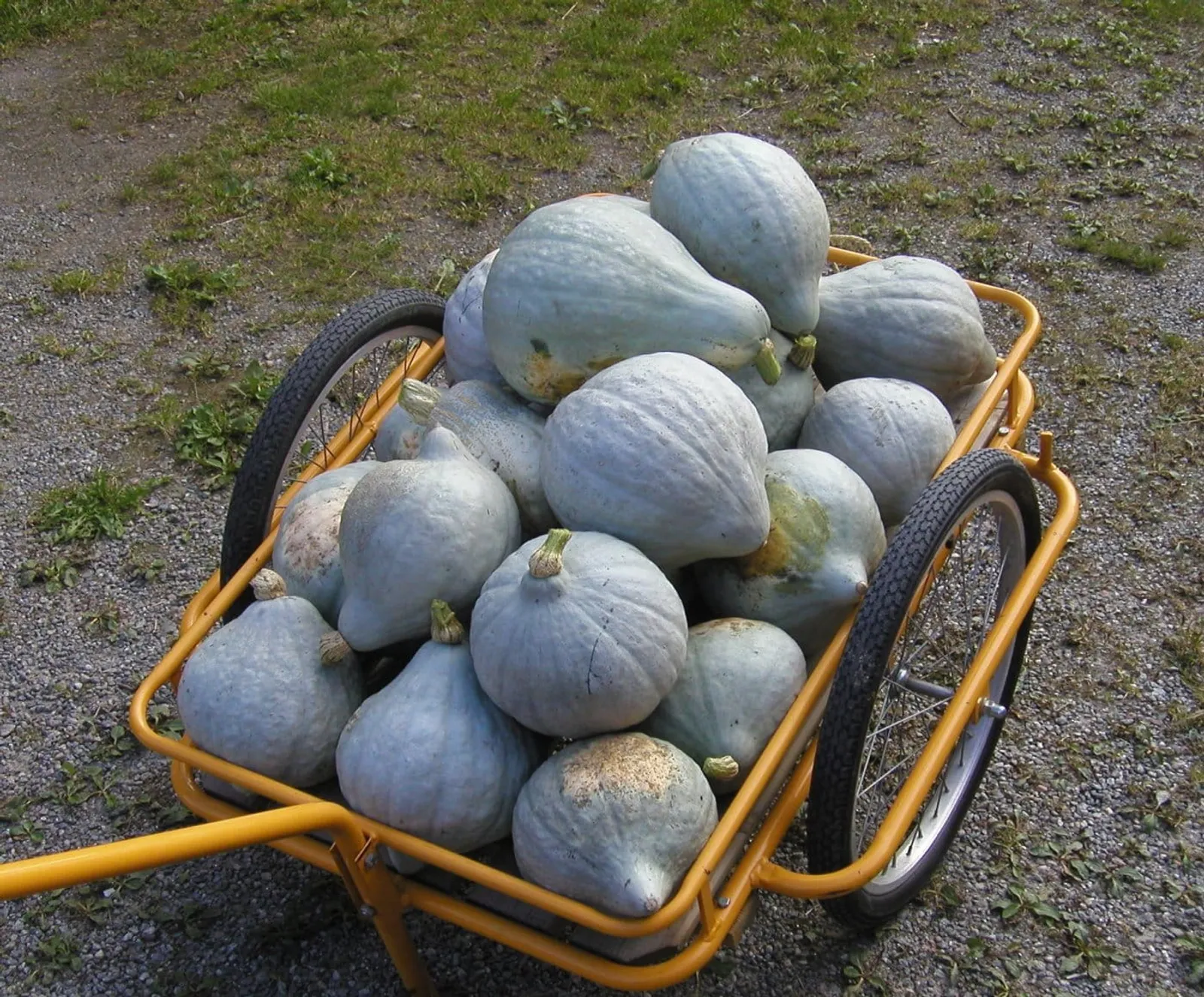 Vintersquash 'Blue Hubbard', ekofrö - bild 2