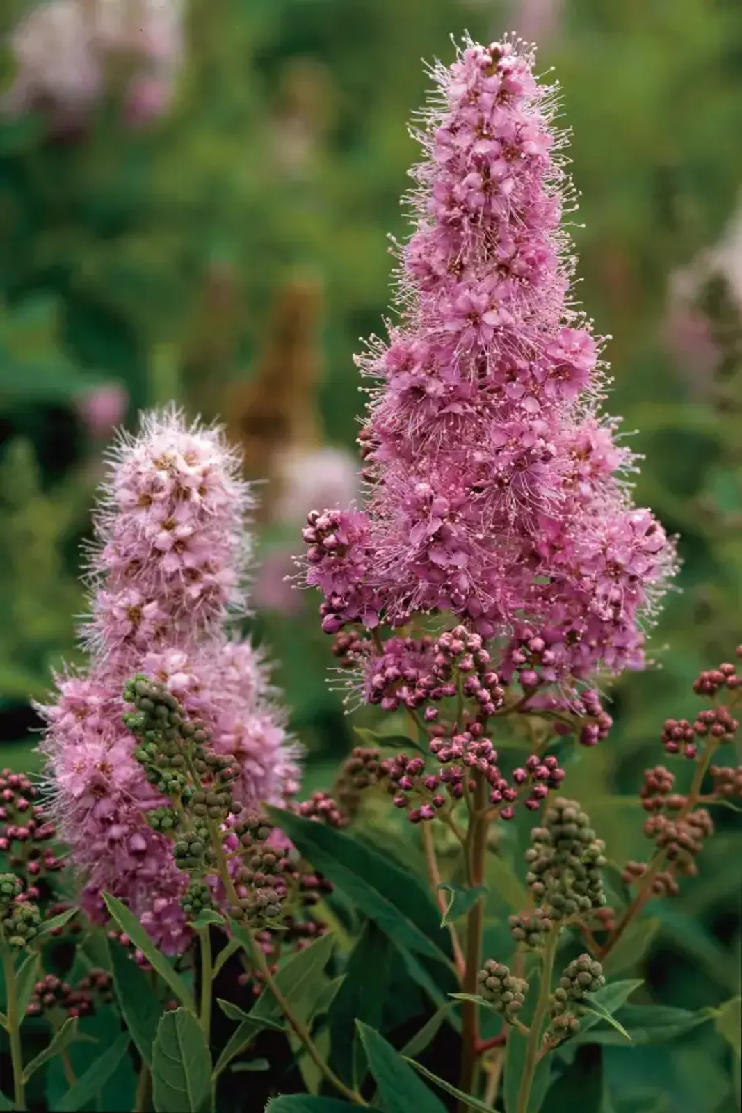 Klasespirea, 50-80 cm - bild 2