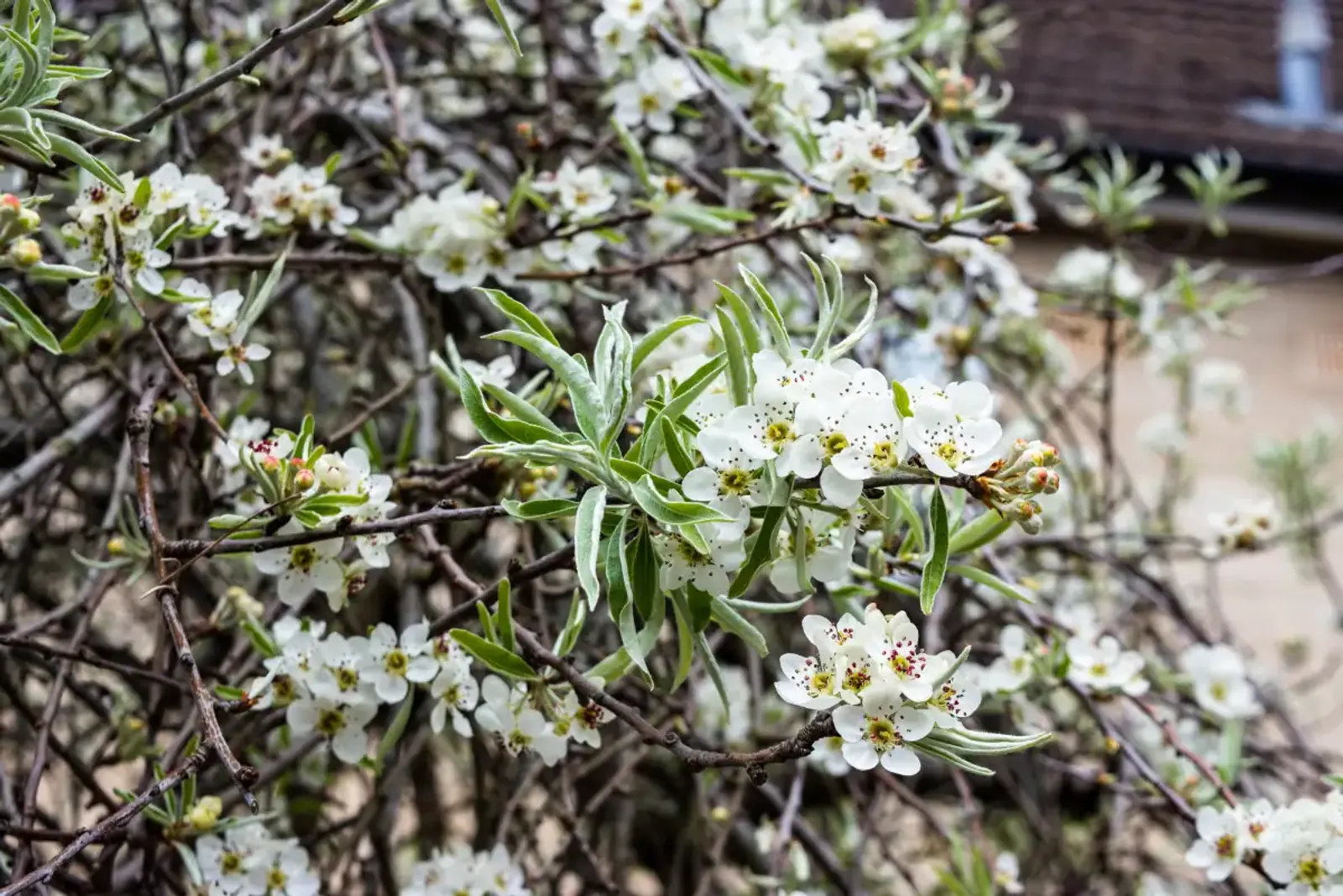 Silverpäron 'Pendula', Högstammat träd - bild 4