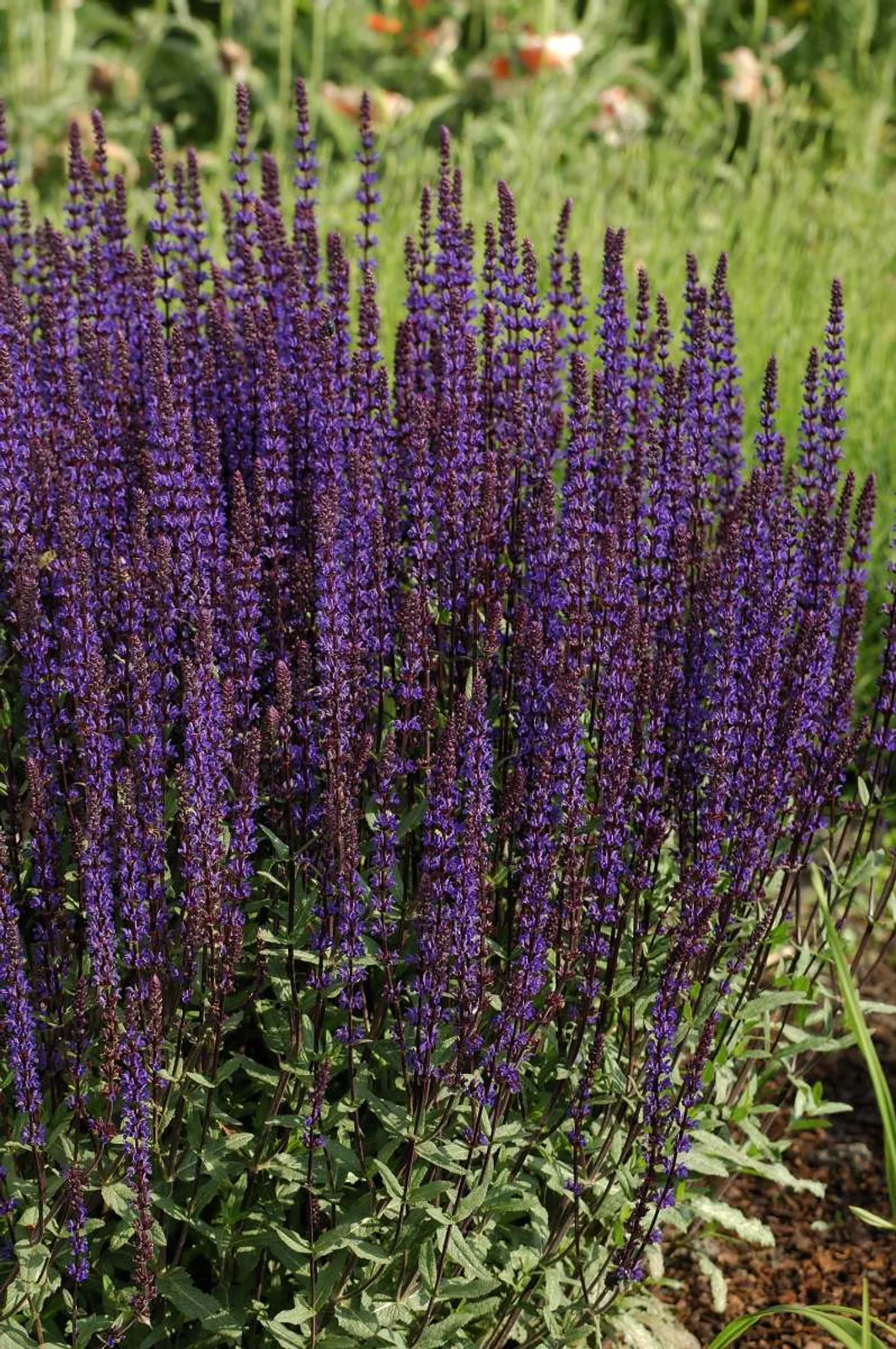 Stäppsalvia 'Caradonna', 15-pack - bild 1