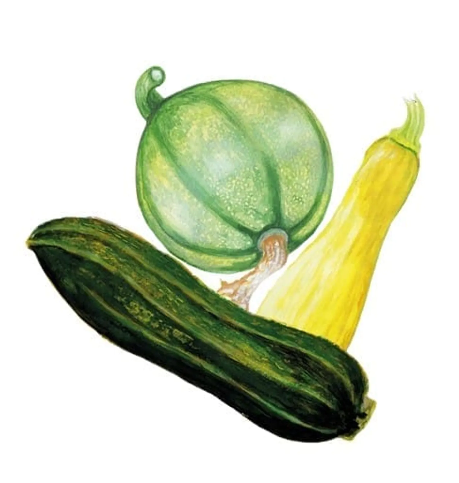 Sommarsquash mix 3-sorter, Frö - bild 1