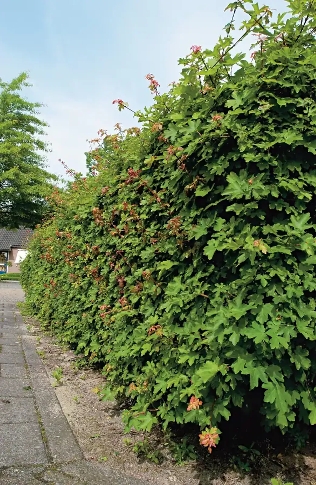 Naverlönn, 50-80 cm - bild 1