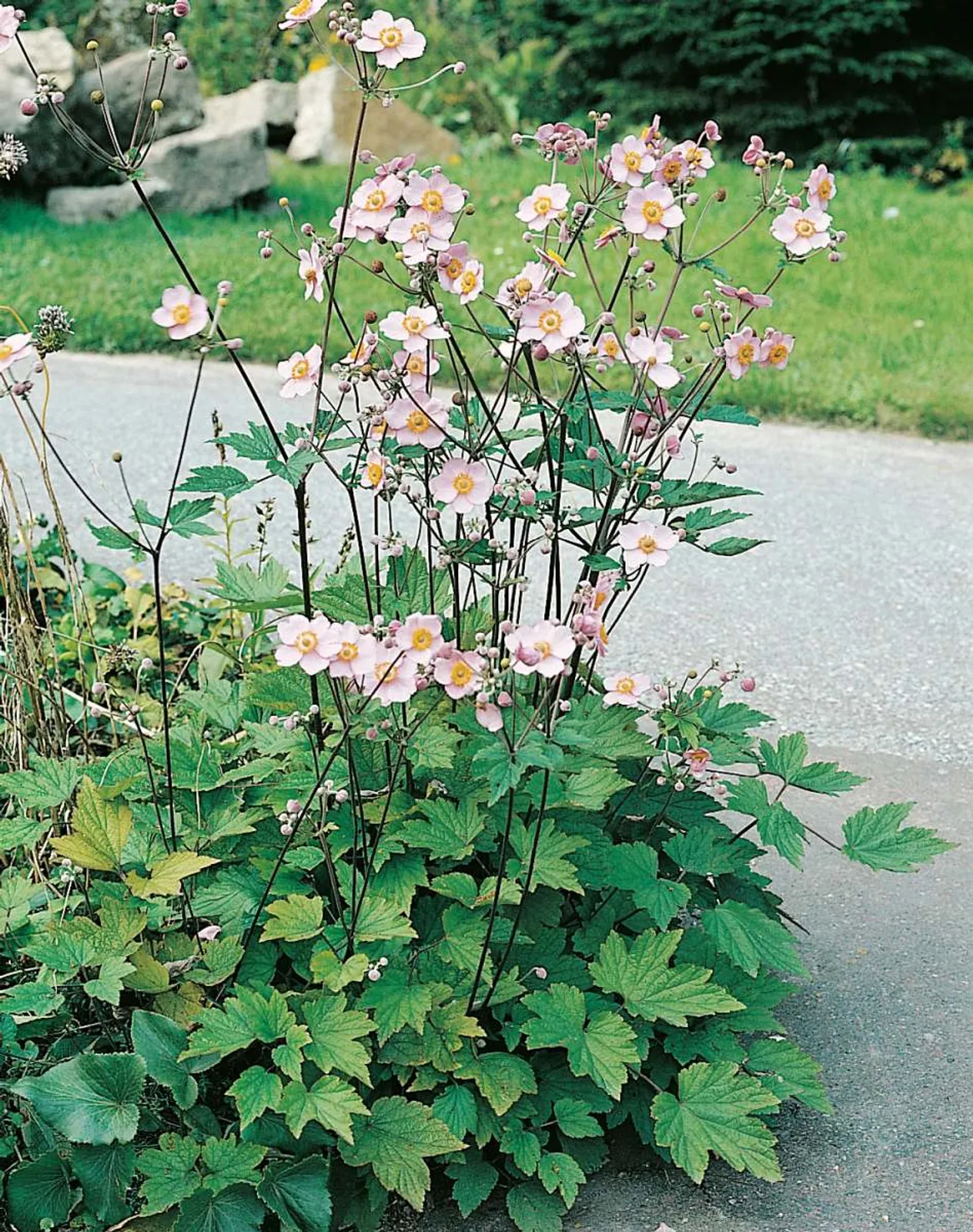 Höstanemon 'Königin Charlotte', 3-pack - bild 1