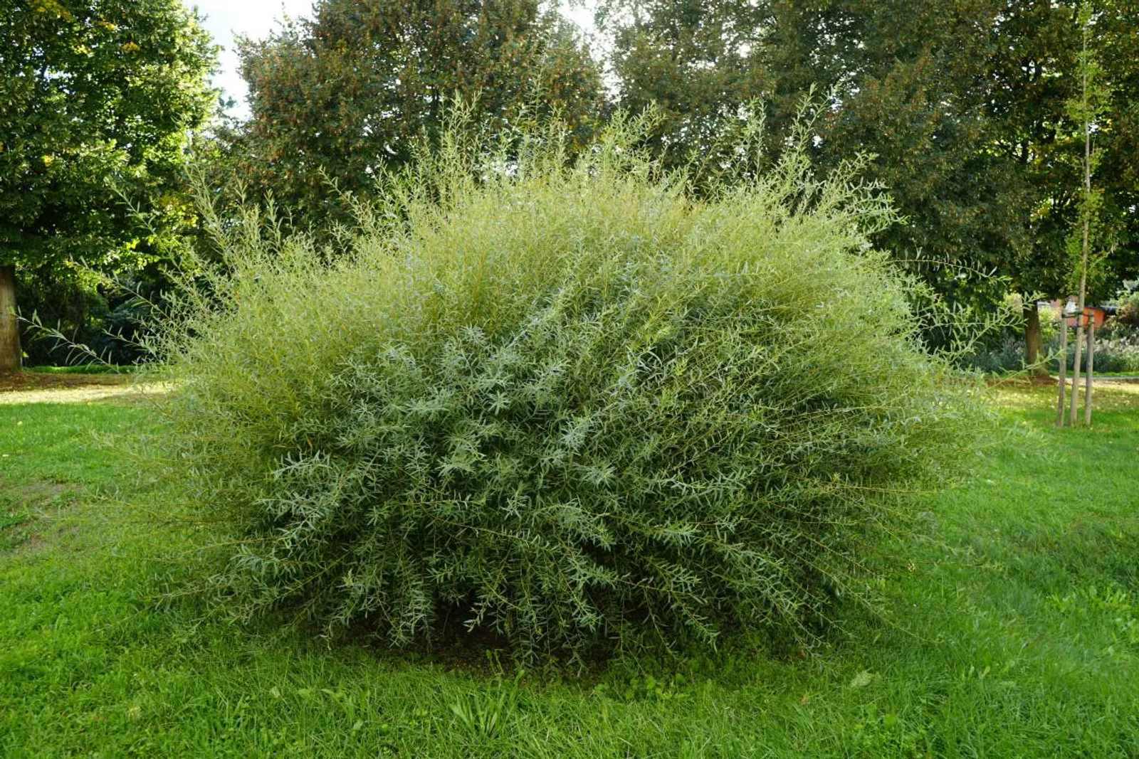 Litet rödvide 'Nana', 30-40 cm - bild 1