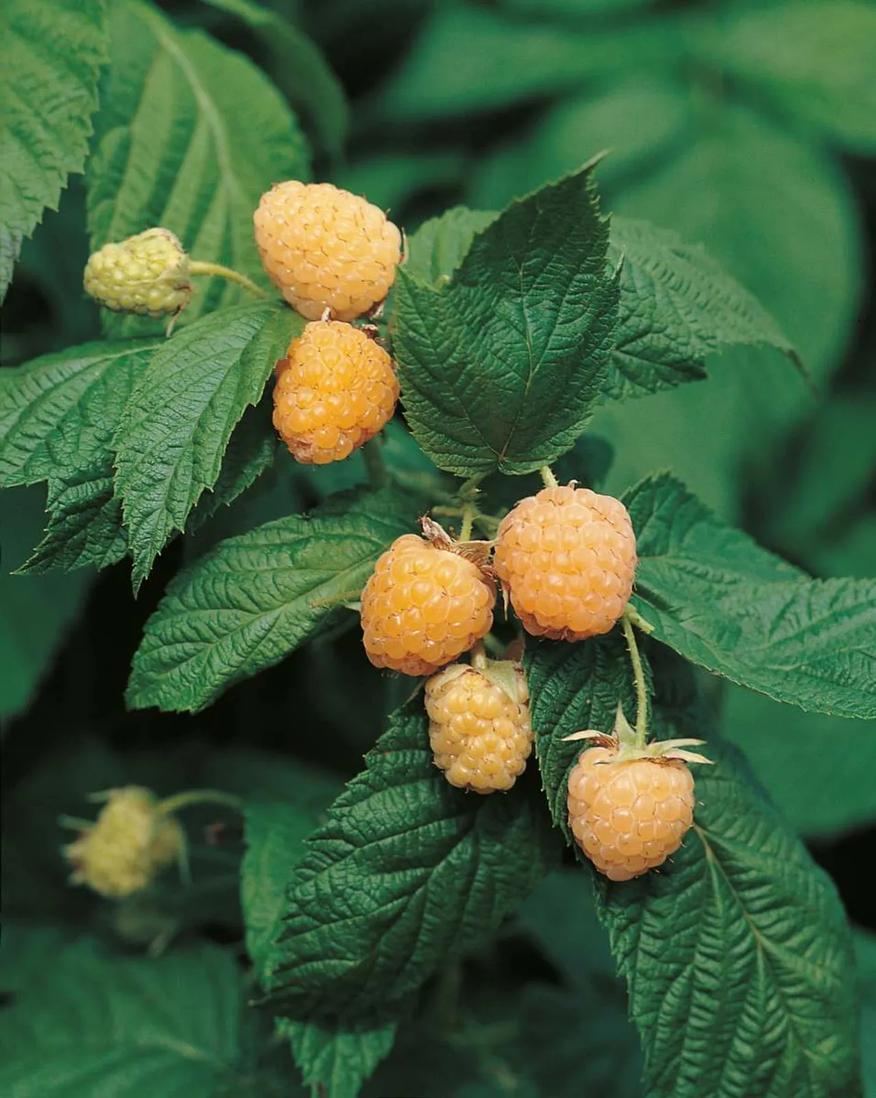 Hösthallon "Allgold", 3-pack - bild 1