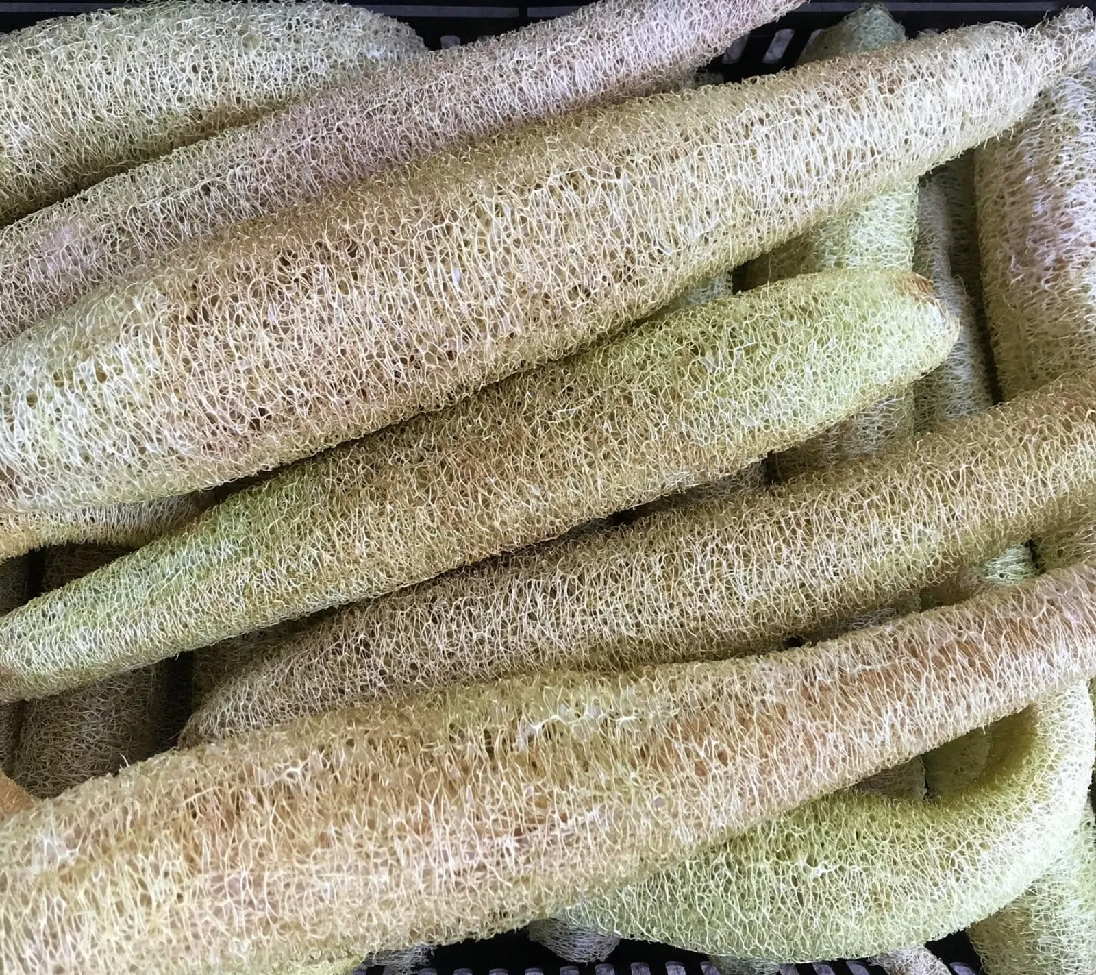 Luffa 'Luffagurka', ekofrö - bild 1