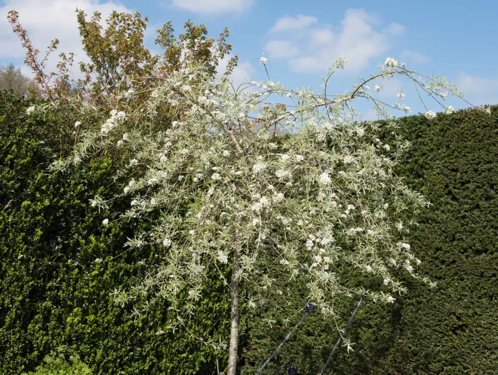 Silverpäron 'Pendula', Högstammat träd - bild 2