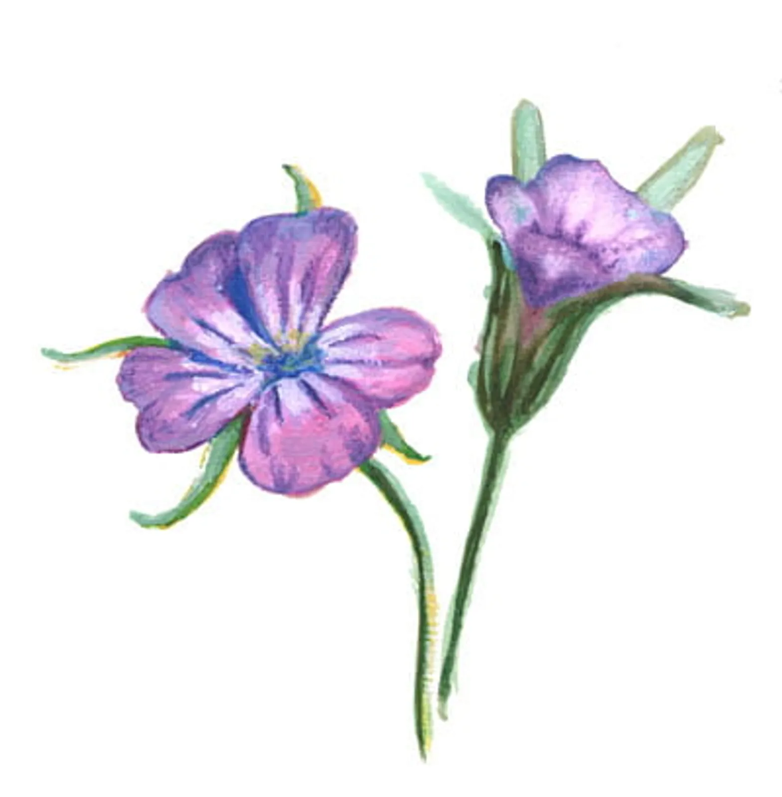 Blomma 'Klätt', Frö - bild 1