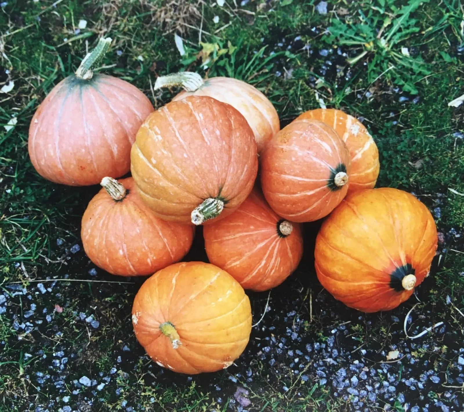 Vintersquash 'Gold Nugget', ekofrö - bild 1