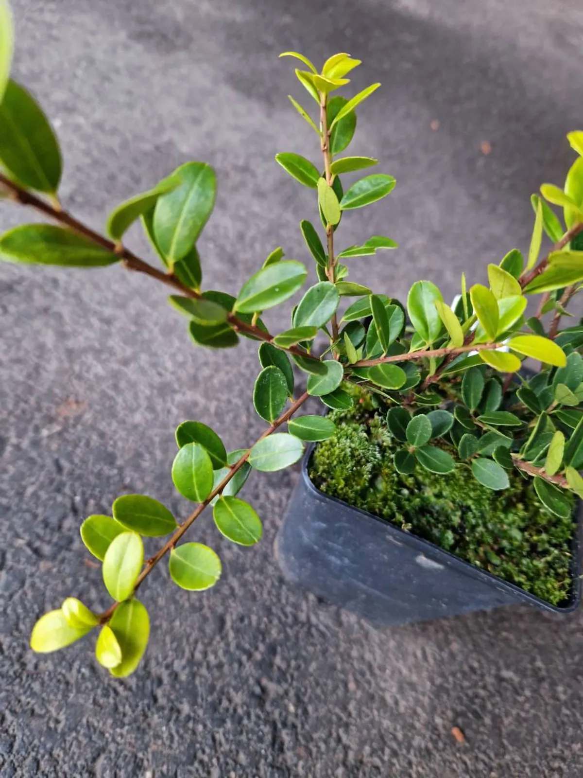 Japansk järnek 'Green Hedge', 10-20 cm - bild 4