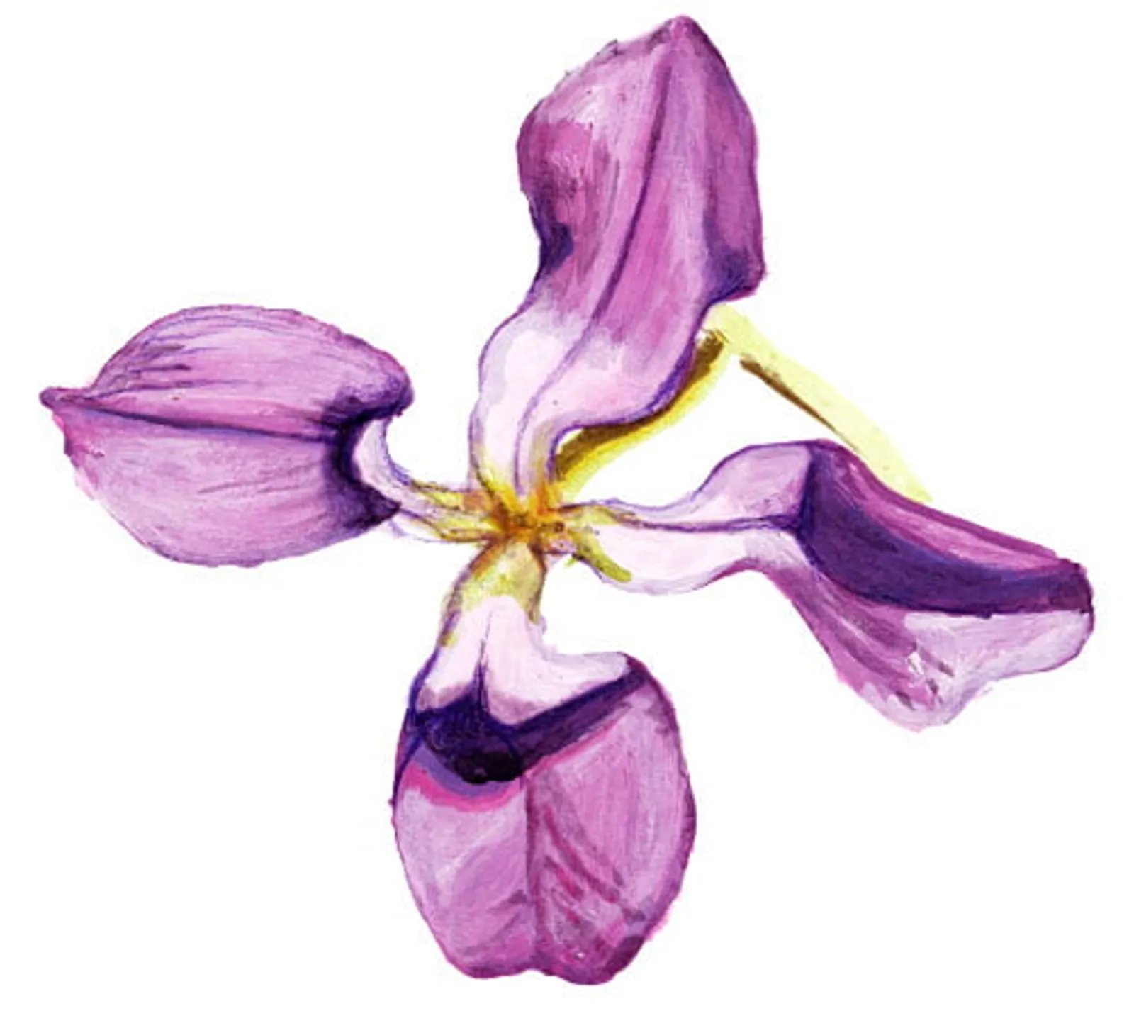 Blomma 'Grekisk Lövkoja', Frö - bild 1