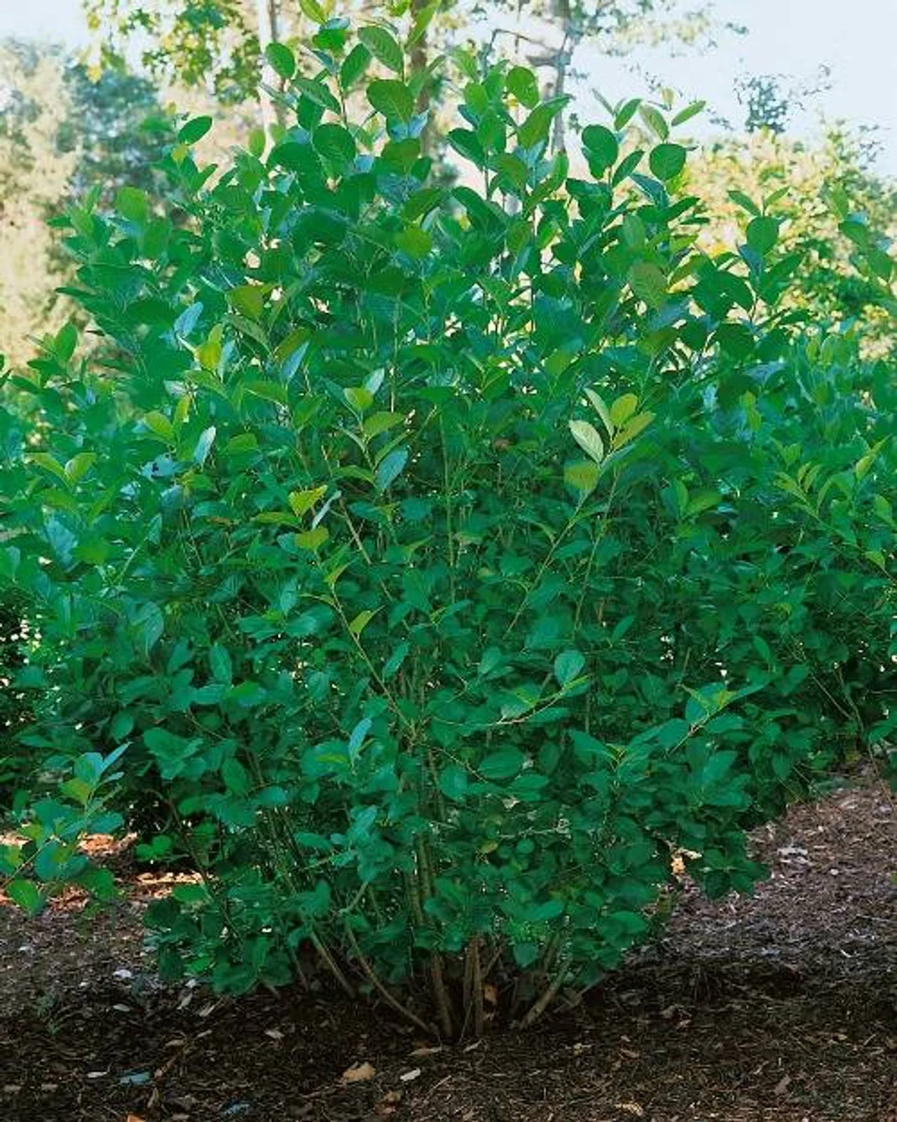 Slånaronia 'Elata' (syn. slånaronia FK Västeråker), 20-40 cm - bild 5