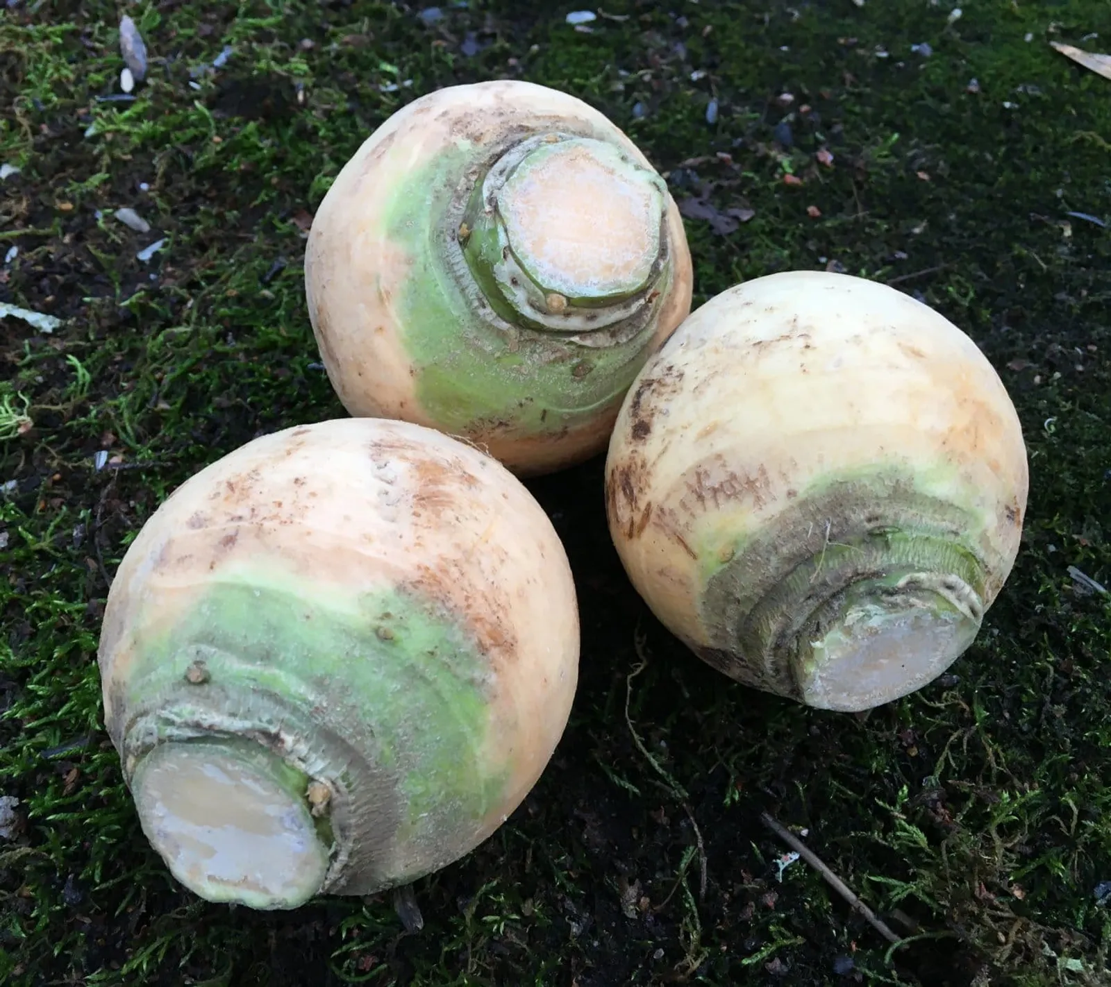 Kålrot 'Wilhelmsburger.', ekofrö - bild 1