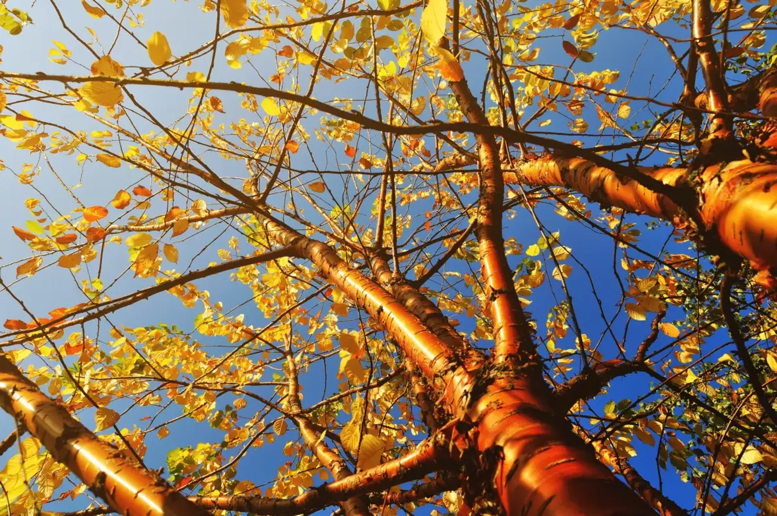 Näverhägg 'Amber Beauty', Högstammat träd - bild 1