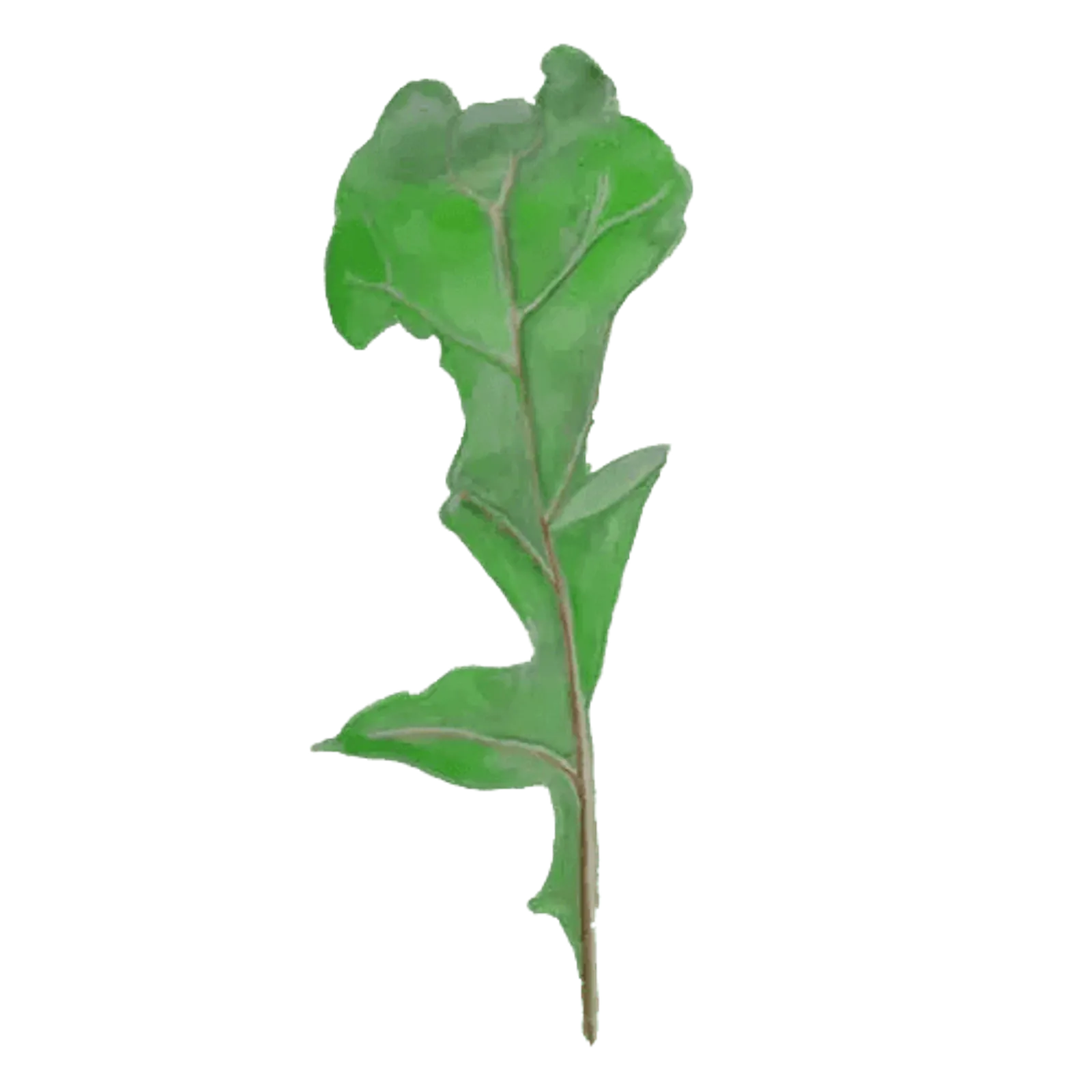 Bladväxt 'Ruccola', Frö - bild 1