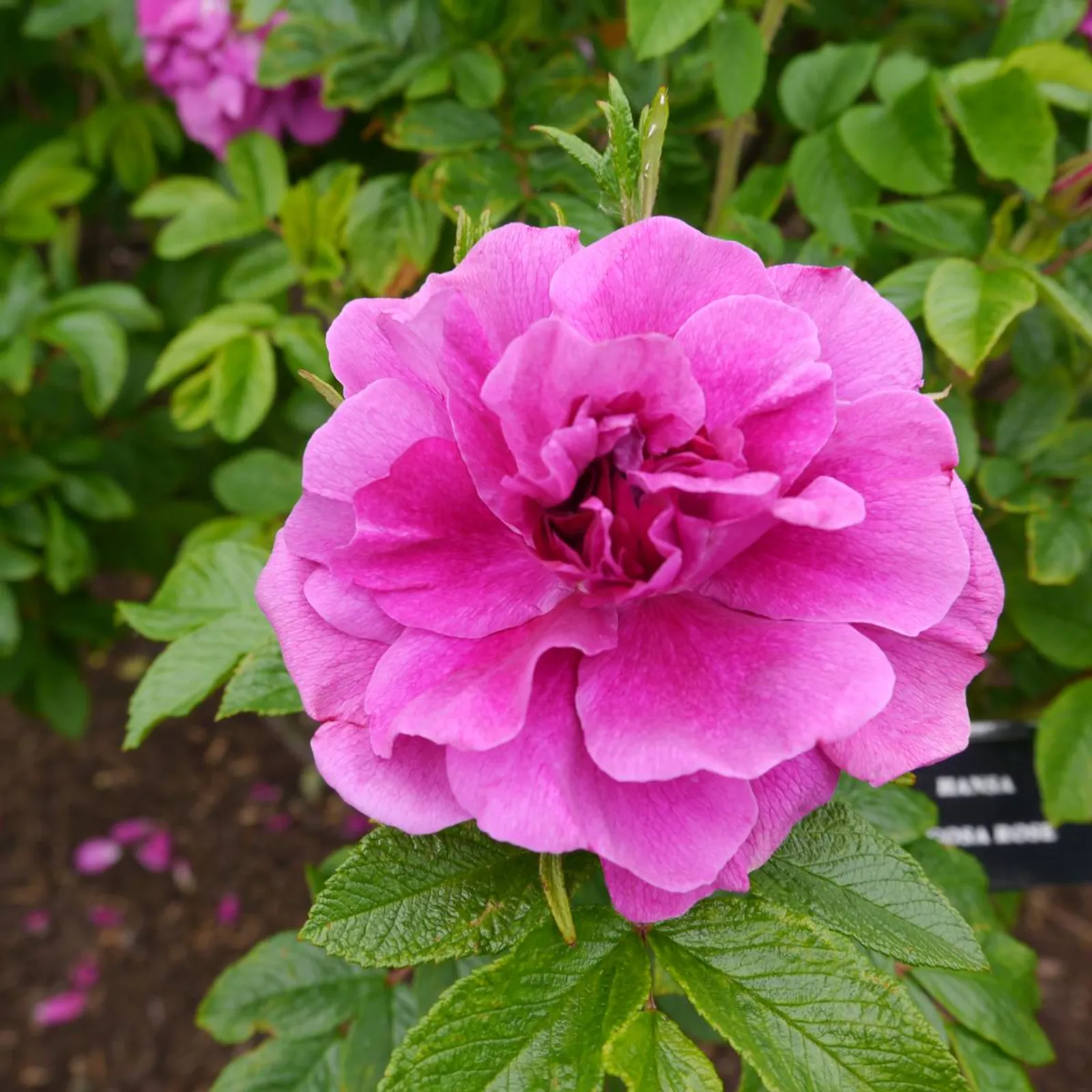 Rugosa-ros 'Hansa', 20-40 cm - bild 4