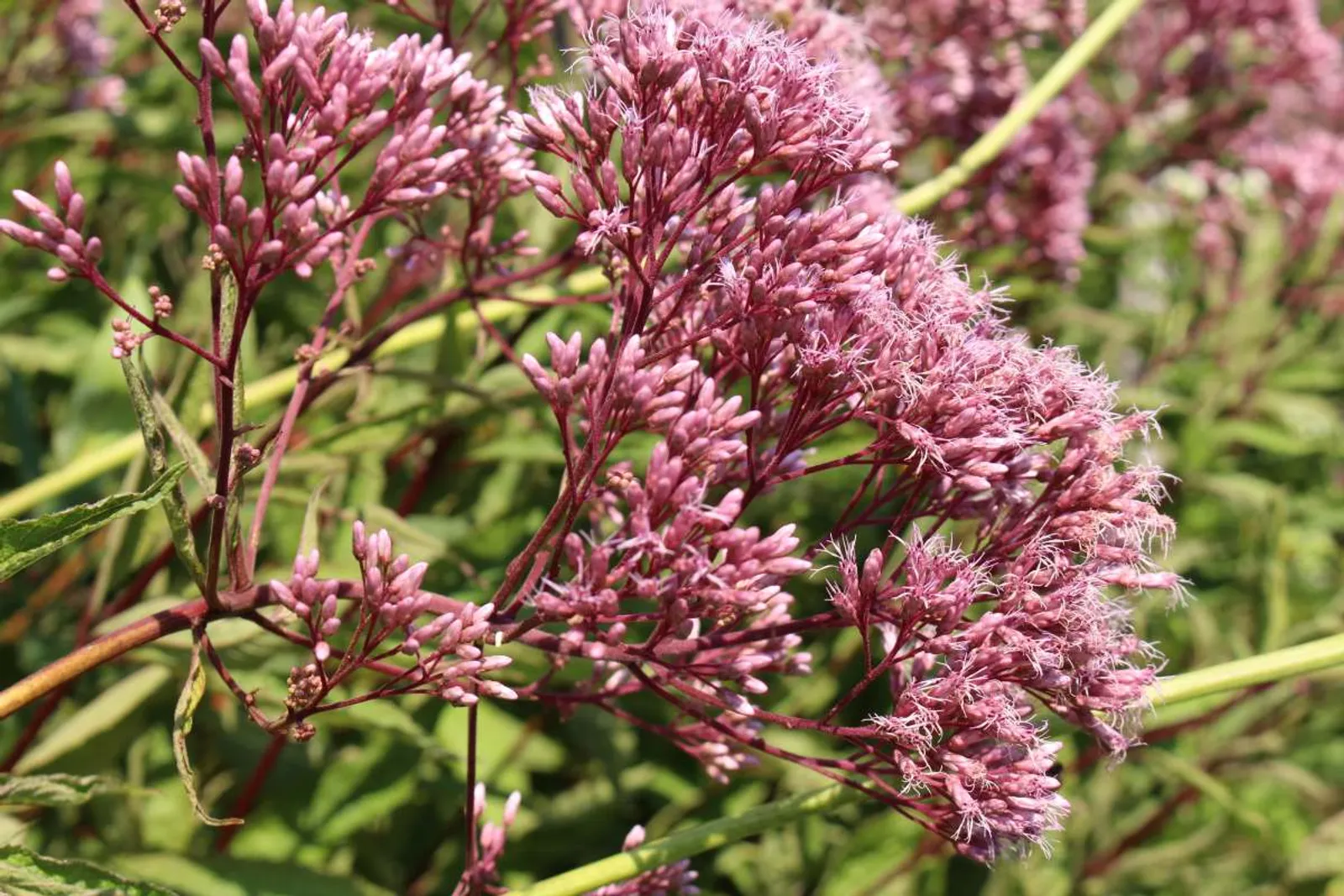 Fläckflockel 'Atropurpureum' (Rosenflockel), 3-pack - bild 1